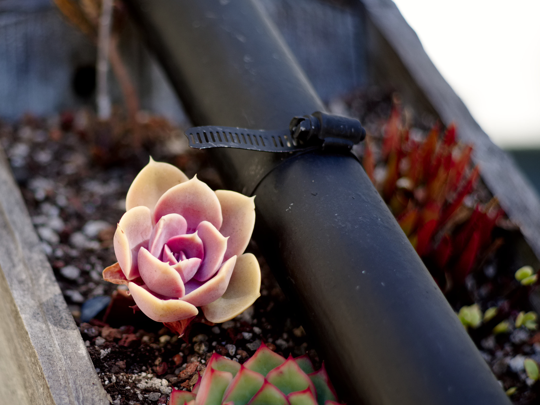 Pentax K-1 sample photo. Bloom photography