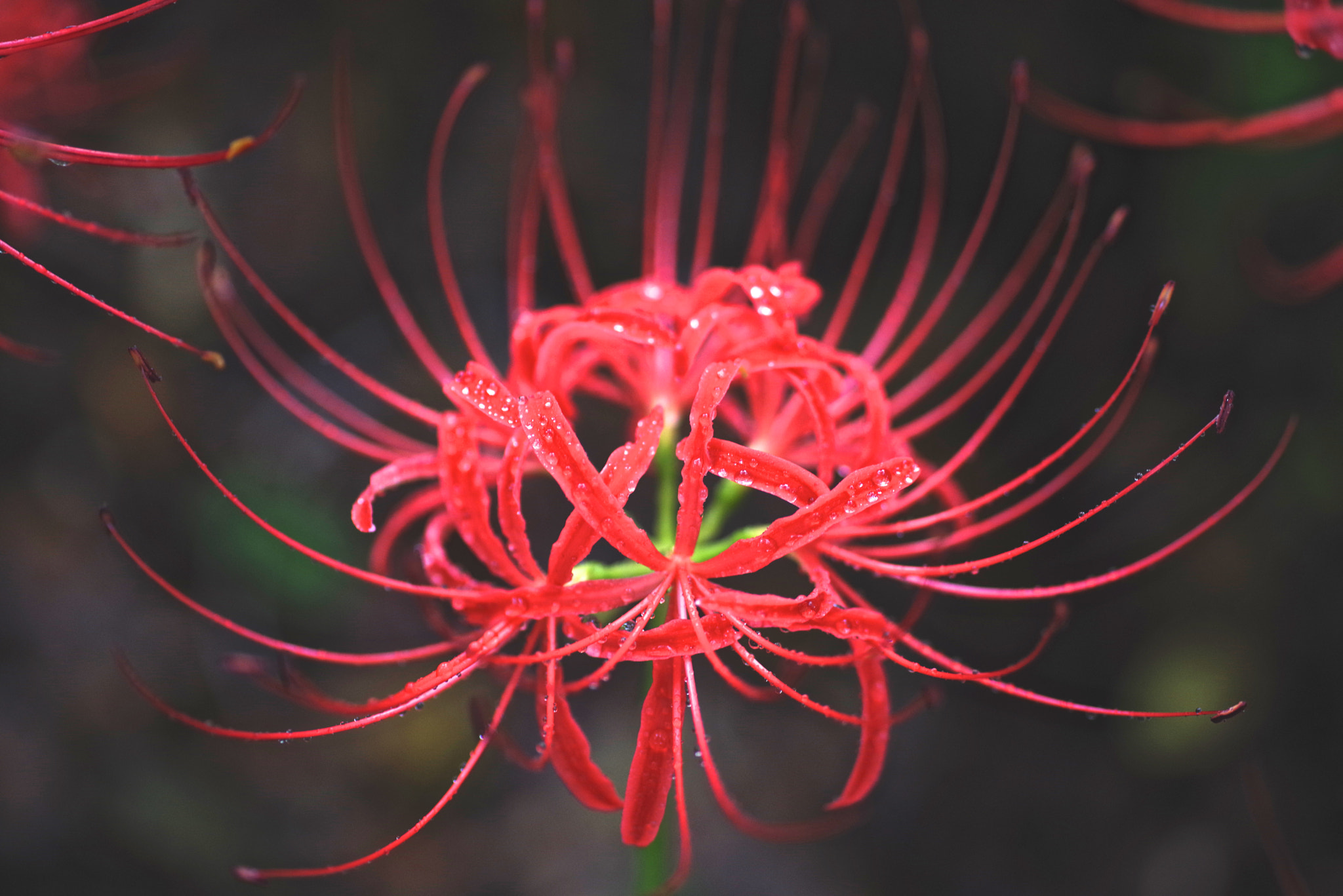 Pentax K-1 + Sigma sample photo. Red spider lily photography