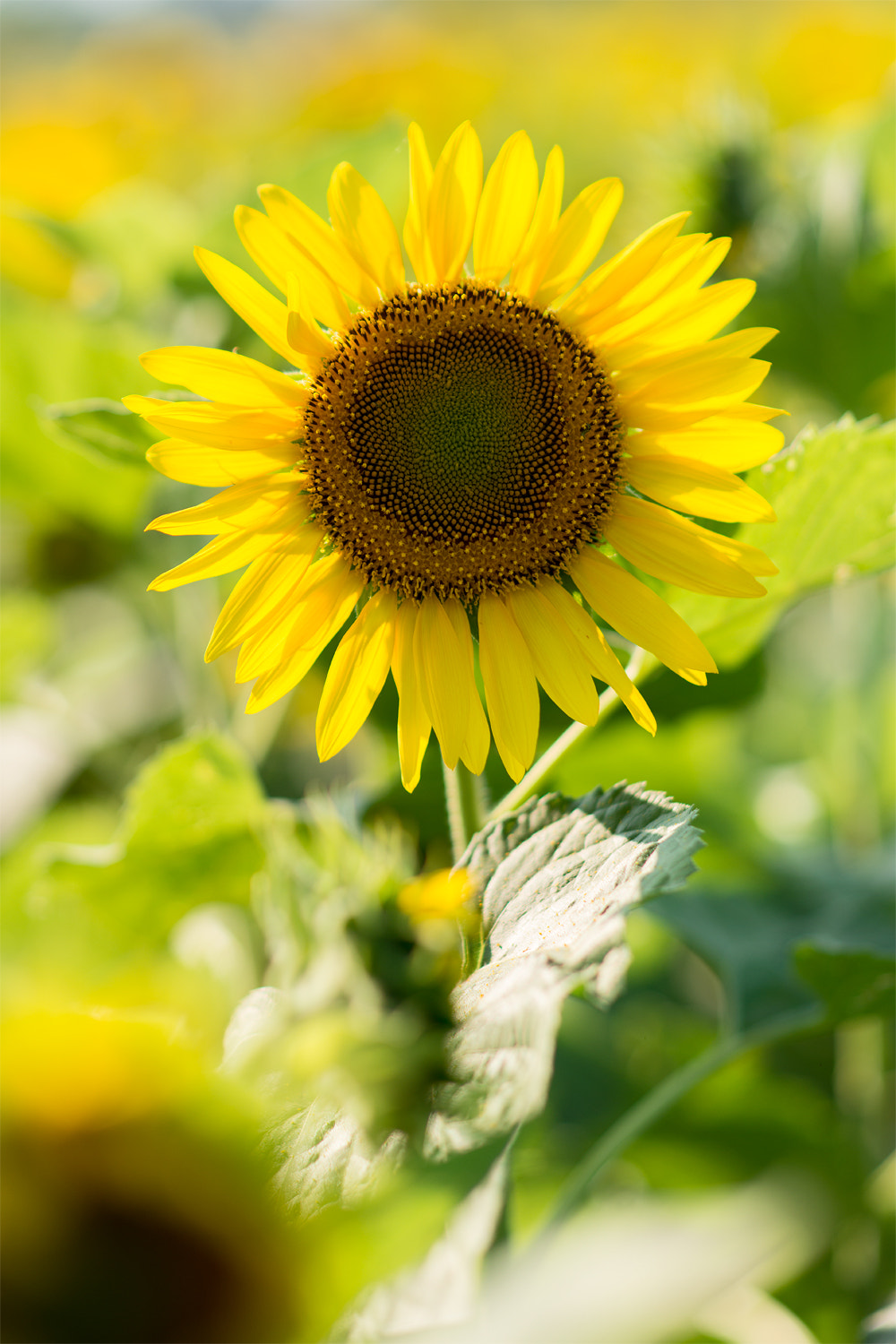 Nikon D800E + Sigma 85mm F1.4 EX DG HSM sample photo. 小清新 photography