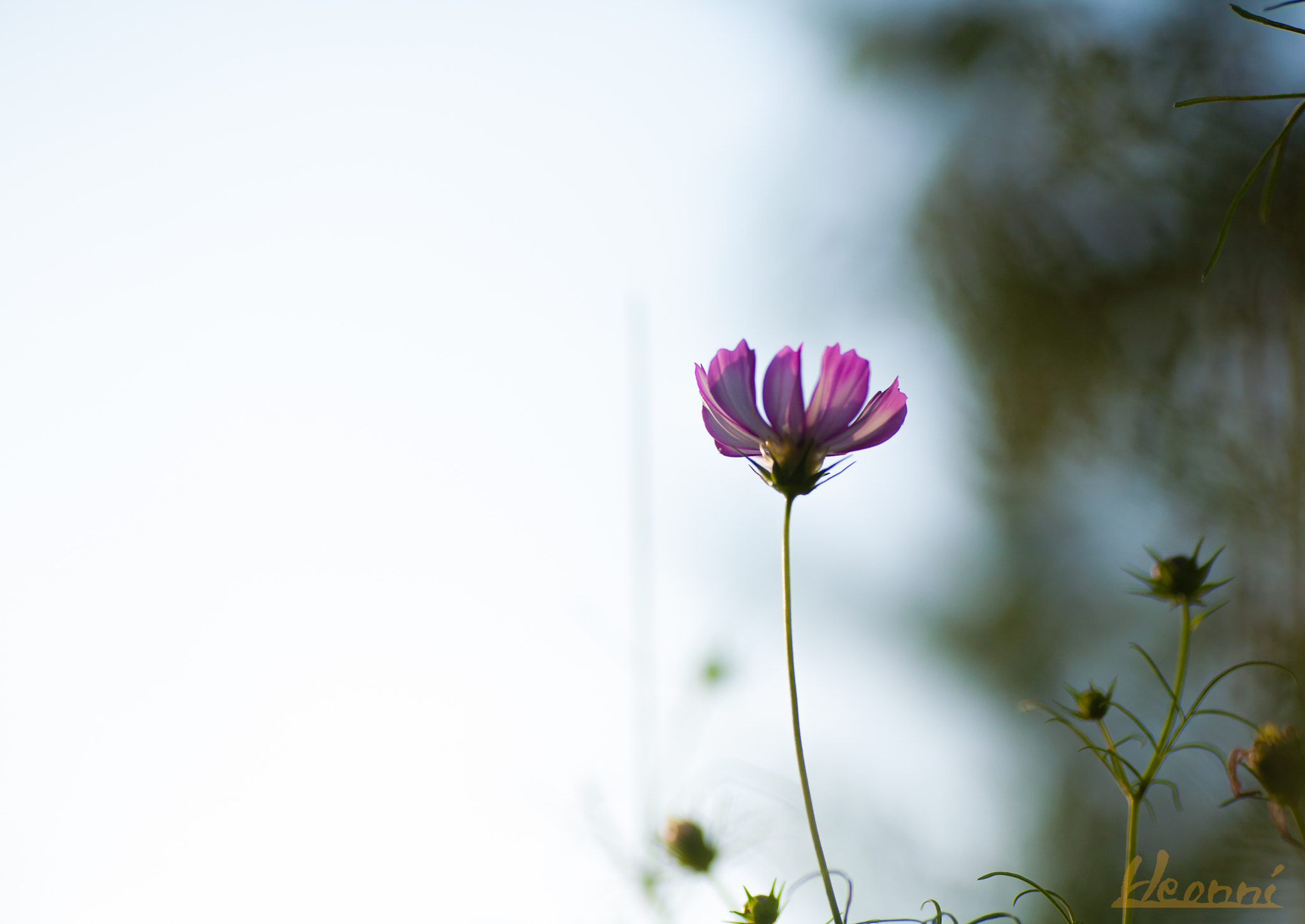 Canon EOS 5D sample photo. Flower photography