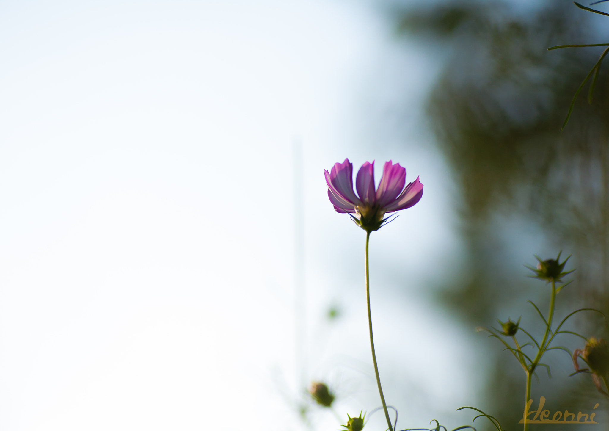 Canon EOS 5D + Tamron SP AF 90mm F2.8 Di Macro sample photo. Flower photography