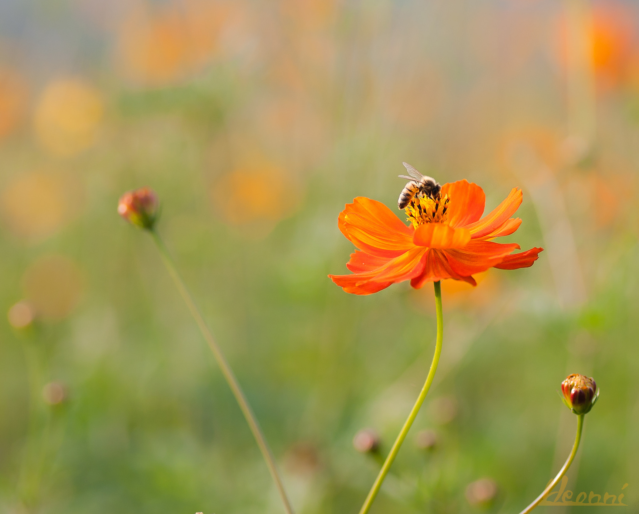 Canon EOS 5D + Tamron SP AF 90mm F2.8 Di Macro sample photo. Bee on the kosmos photography