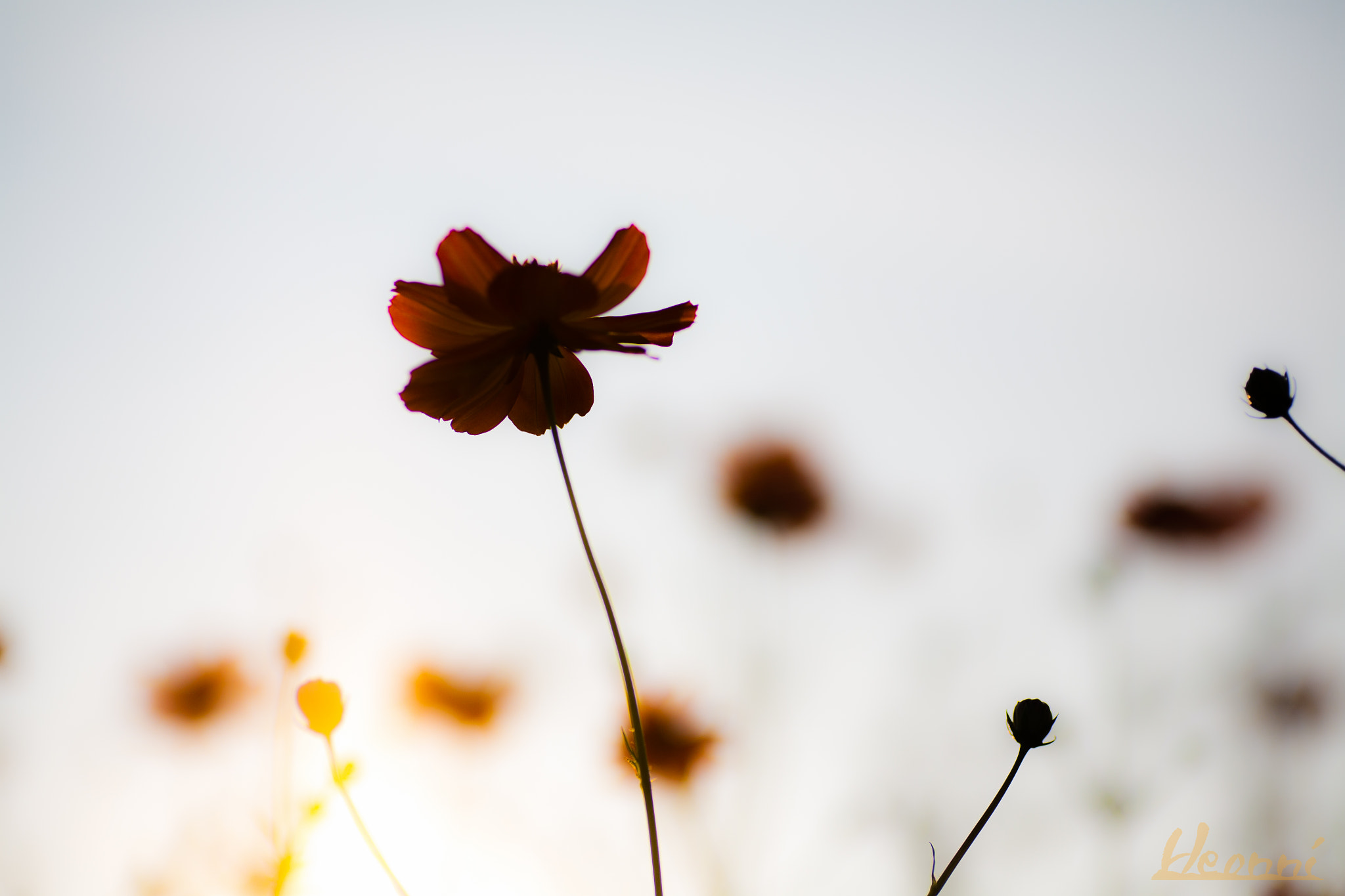 Canon EOS 5D + Tamron SP AF 90mm F2.8 Di Macro sample photo. Kosmos land photography