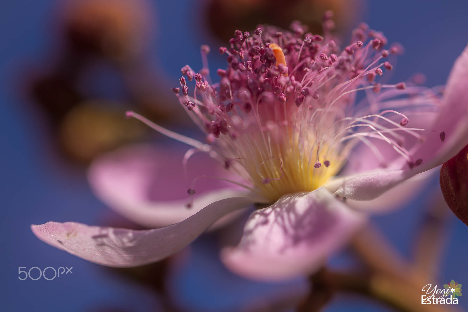 Canon EOS 7D + Canon EF 100mm F2.8L Macro IS USM sample photo. Adore you photography