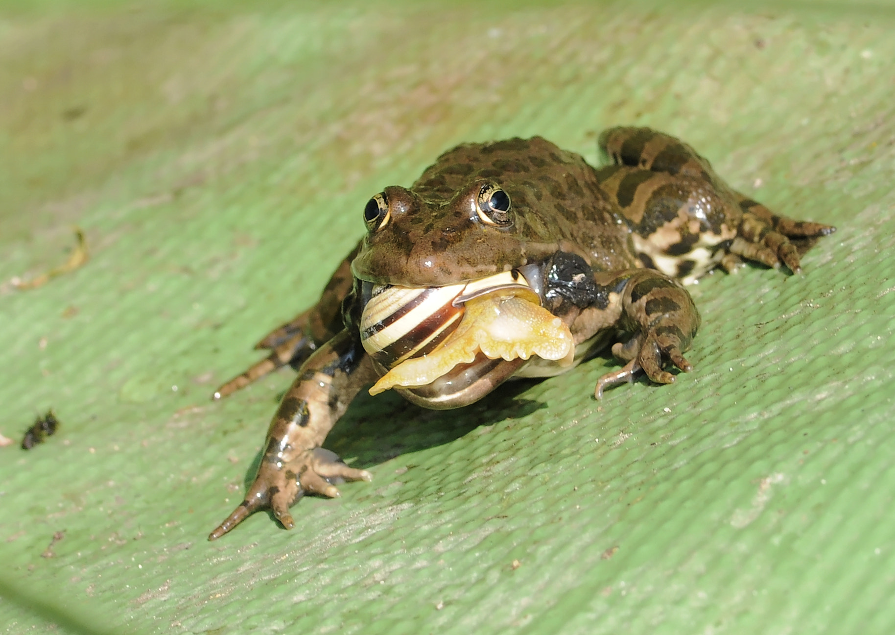 Nikon D300S + Sigma 105mm F2.8 EX DG Macro sample photo. Frog and snail !!! photography