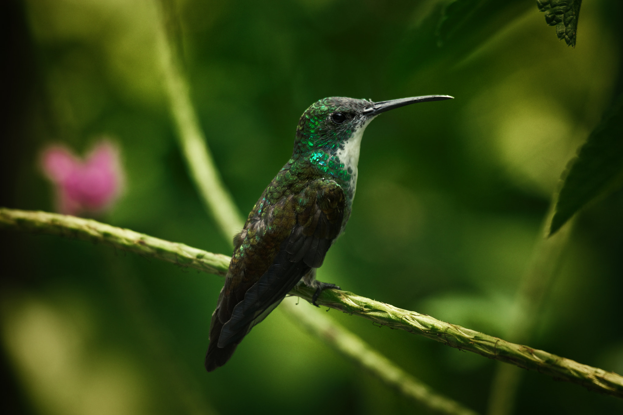 Samsung NX1 + NX 50-200mm F4-5.6 sample photo. Hummingbird photography