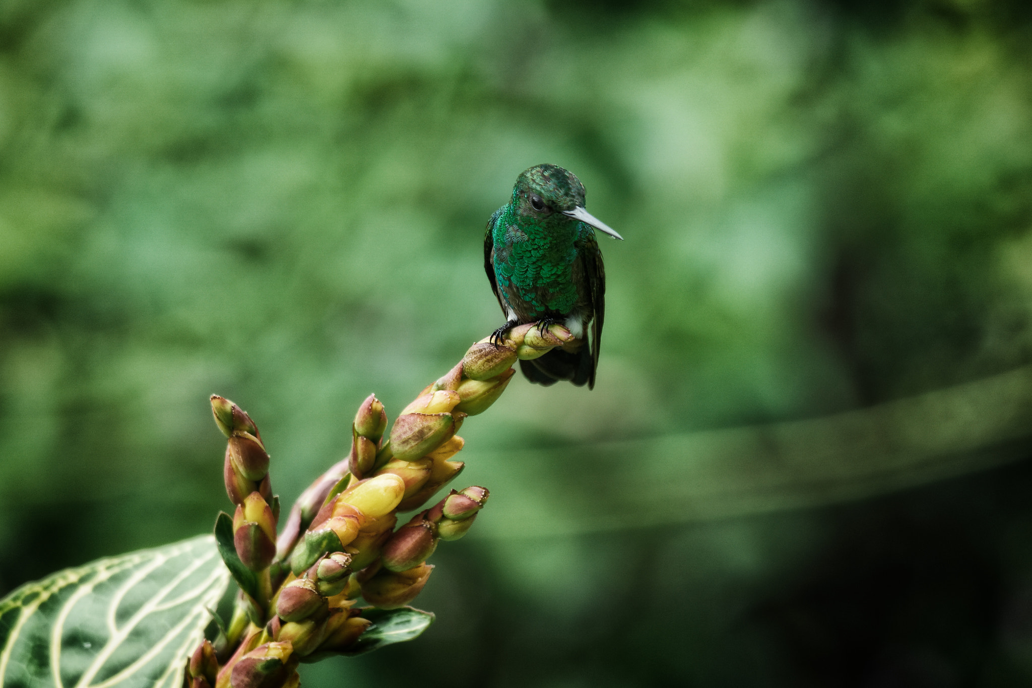 Samsung NX1 + NX 50-200mm F4-5.6 sample photo. Hummingbird photography