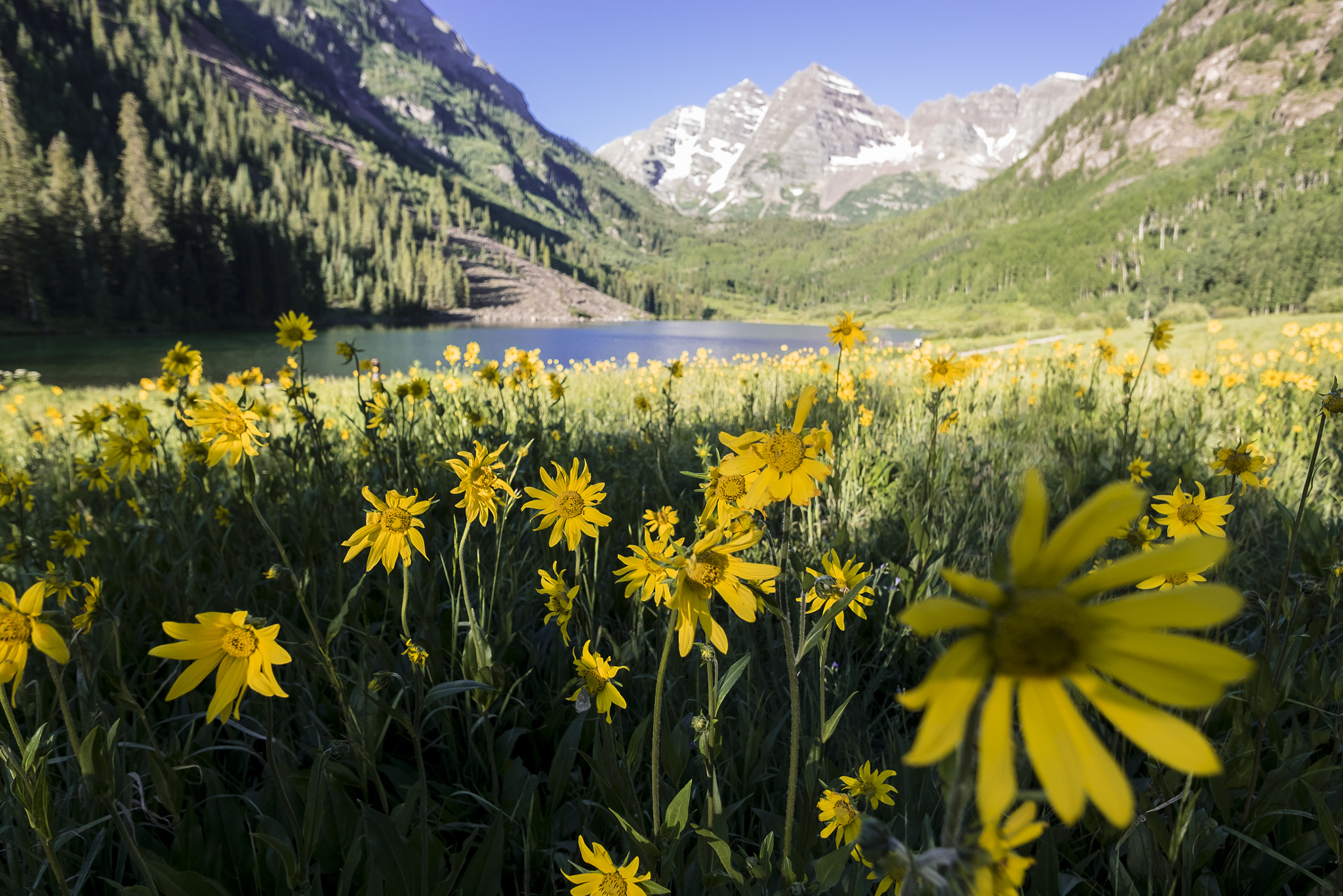 Fujifilm X-T10 + ZEISS Touit 12mm F2.8 sample photo. Maroon bells // wildflowers photography