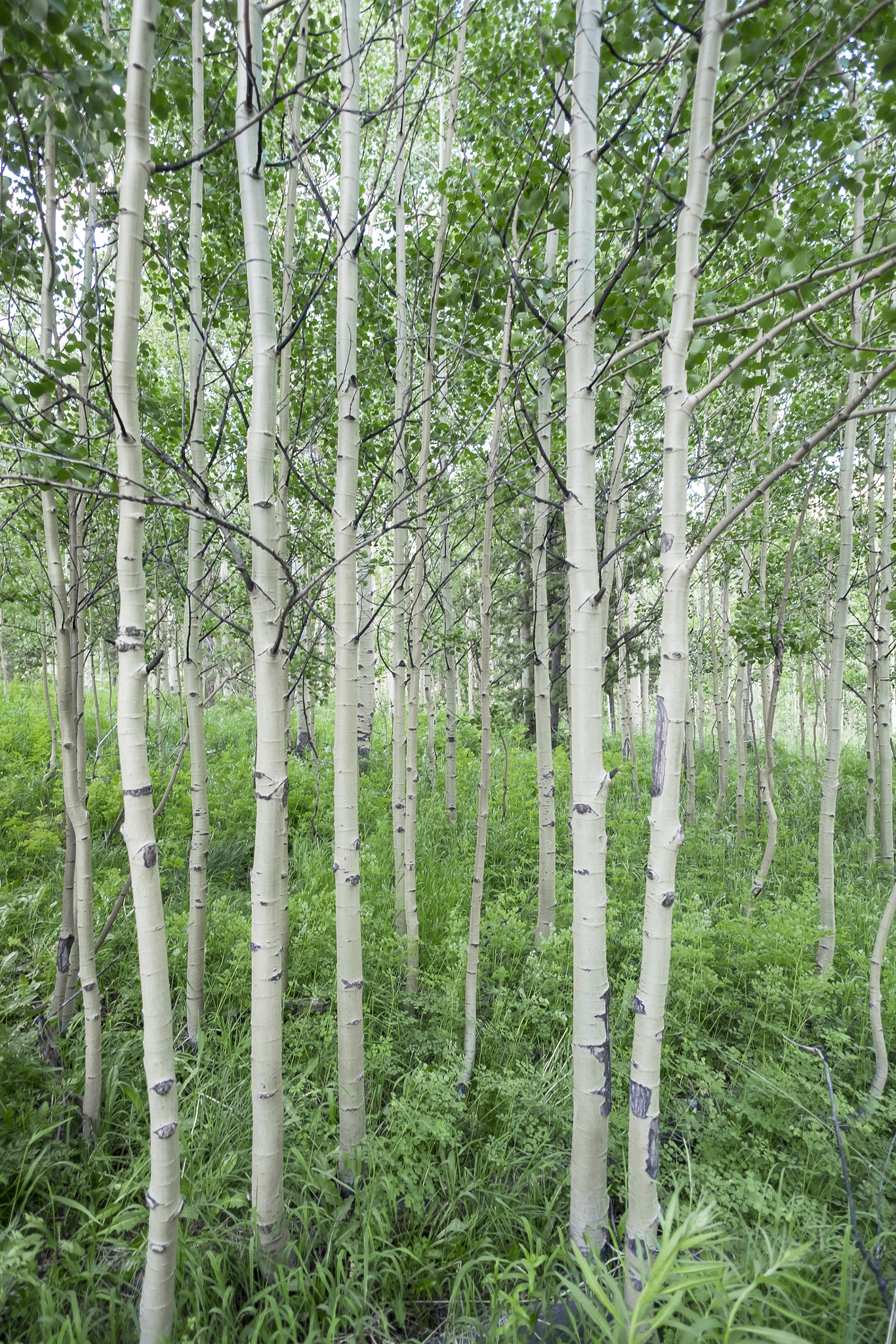 Fujifilm X-T10 + ZEISS Touit 12mm F2.8 sample photo. Aspens surrounding maroon lake photography