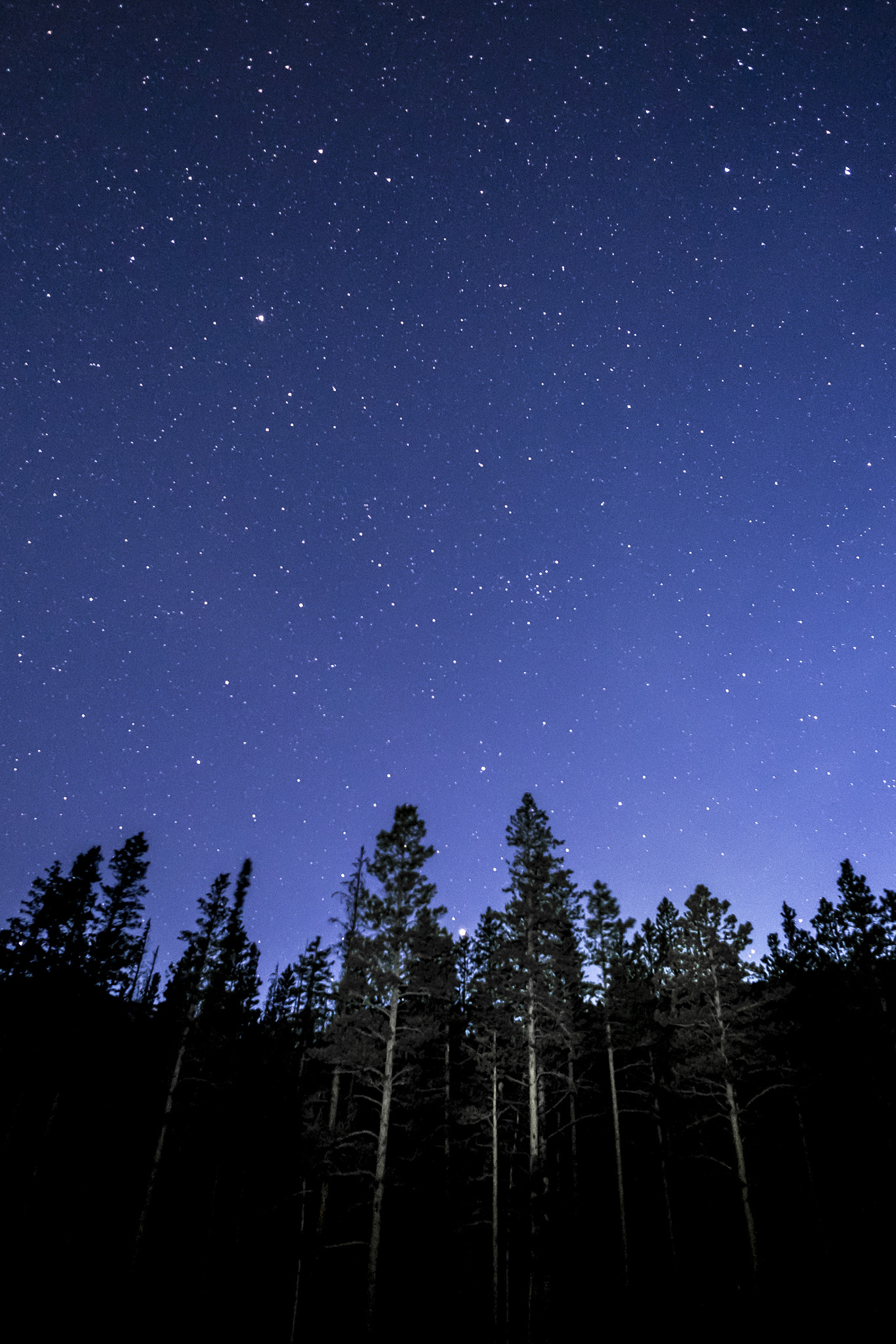 Fujifilm X-T10 + ZEISS Touit 12mm F2.8 sample photo. Rocky mountain np // pines reaching for stars photography