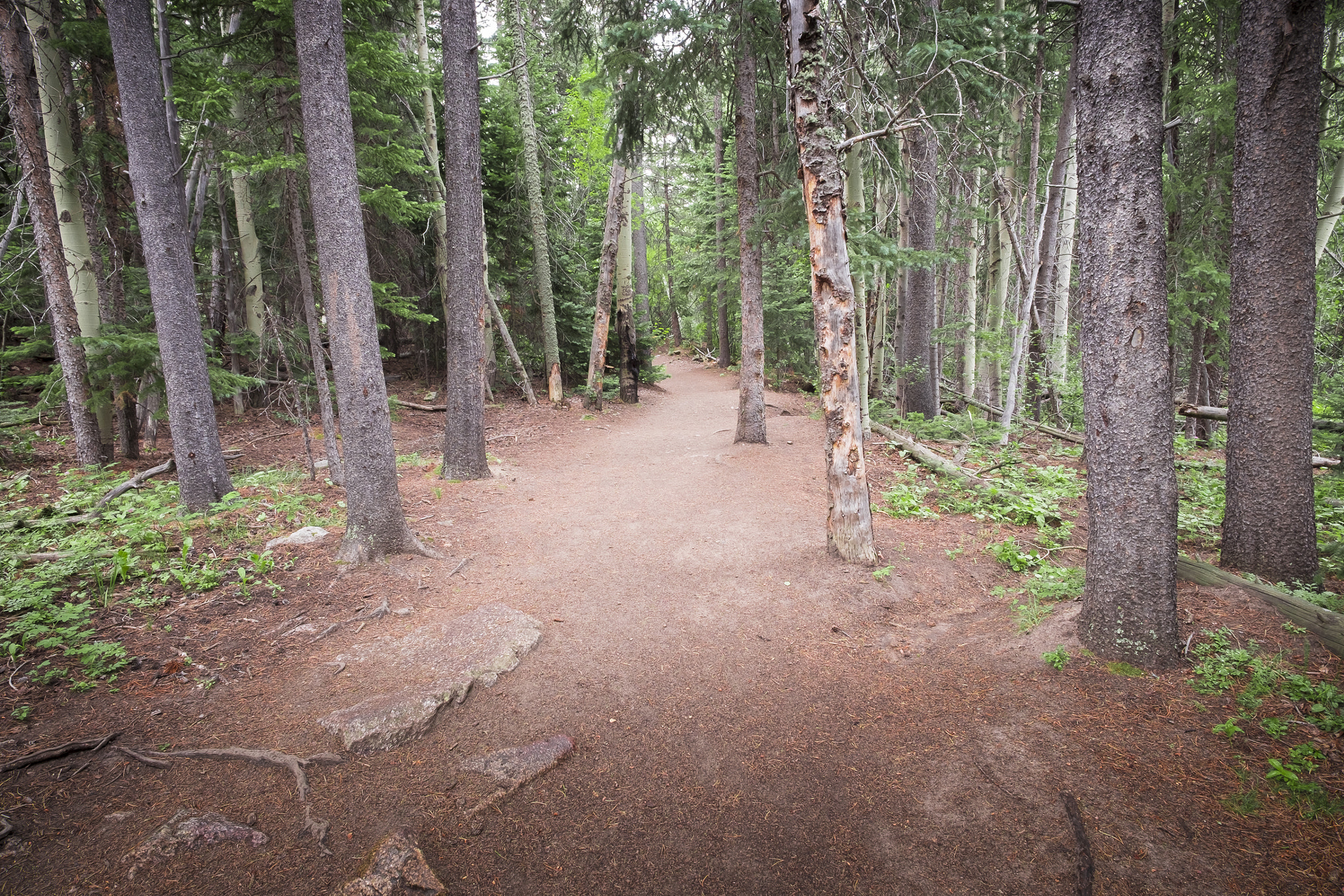 Fujifilm X-T10 + ZEISS Touit 12mm F2.8 sample photo. Rocky mountain np // creekside trail photography