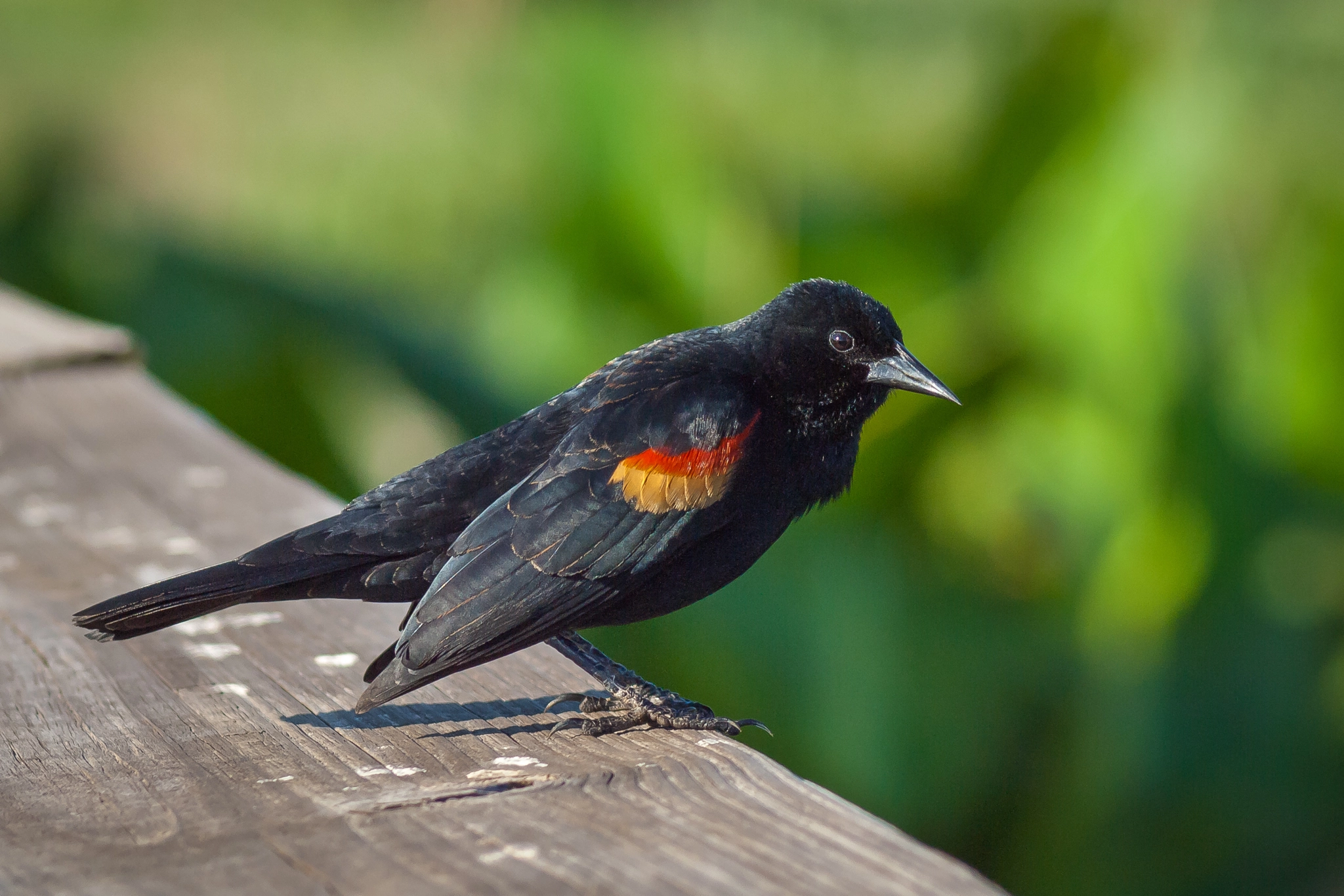 Olympus Zuiko Digital ED 70-300mm F4.0-5.6 sample photo. Red-winged blackbird photography