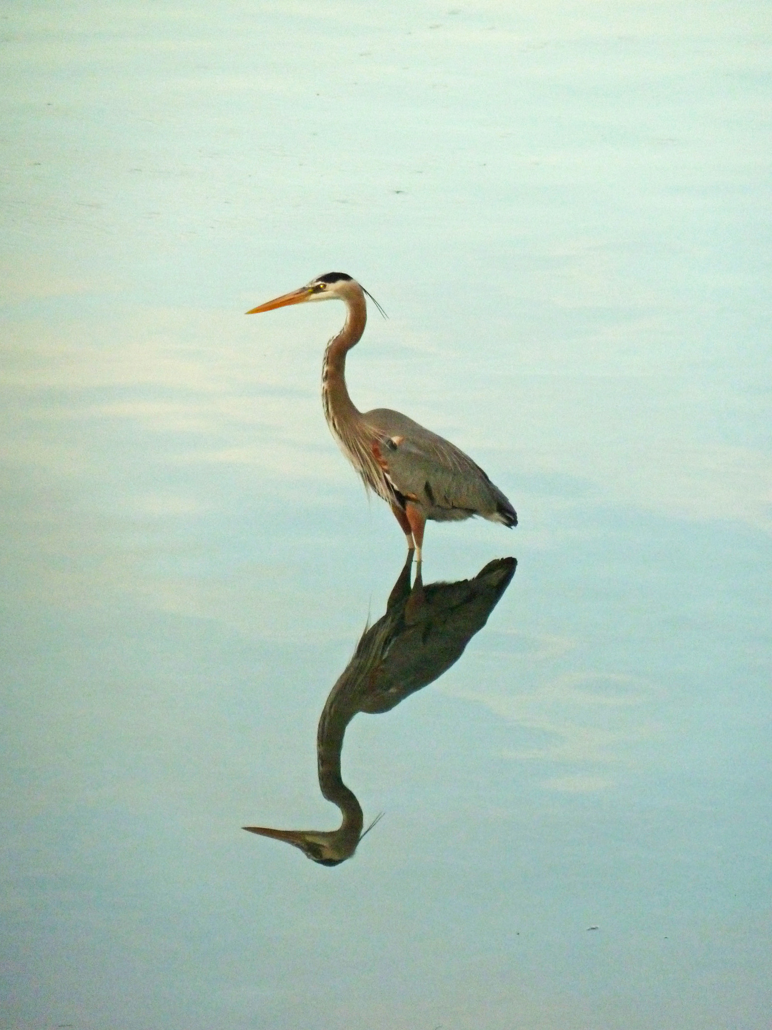 Panasonic Lumix DMC-ZS7 (Lumix DMC-TZ10) sample photo. Crane & reflection photography