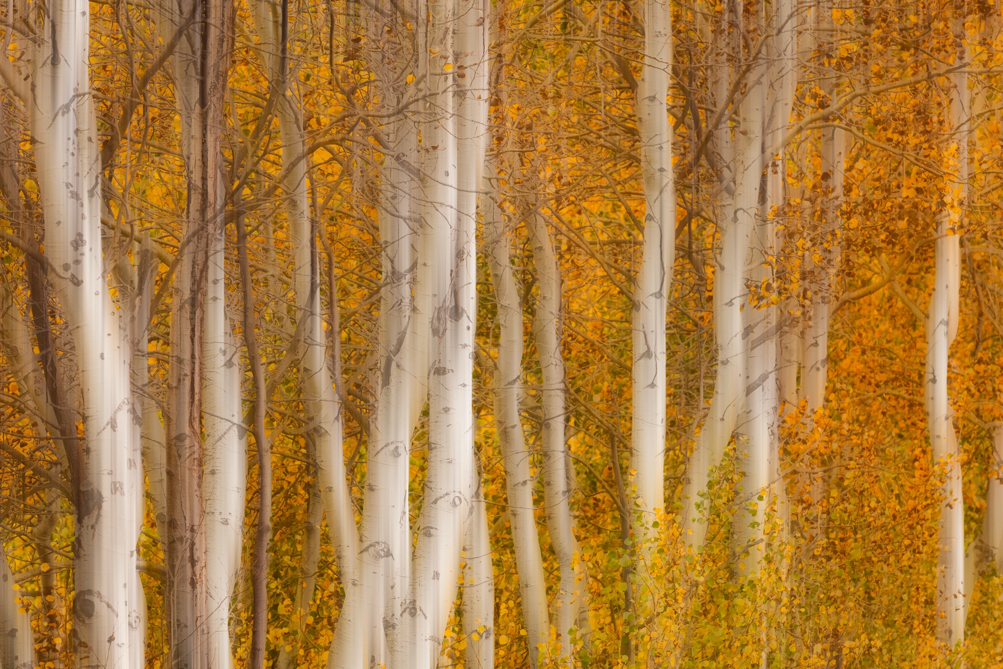Canon EOS 5DS R + Canon EF 70-200mm F2.8L USM sample photo. Aspen grove abstract photography