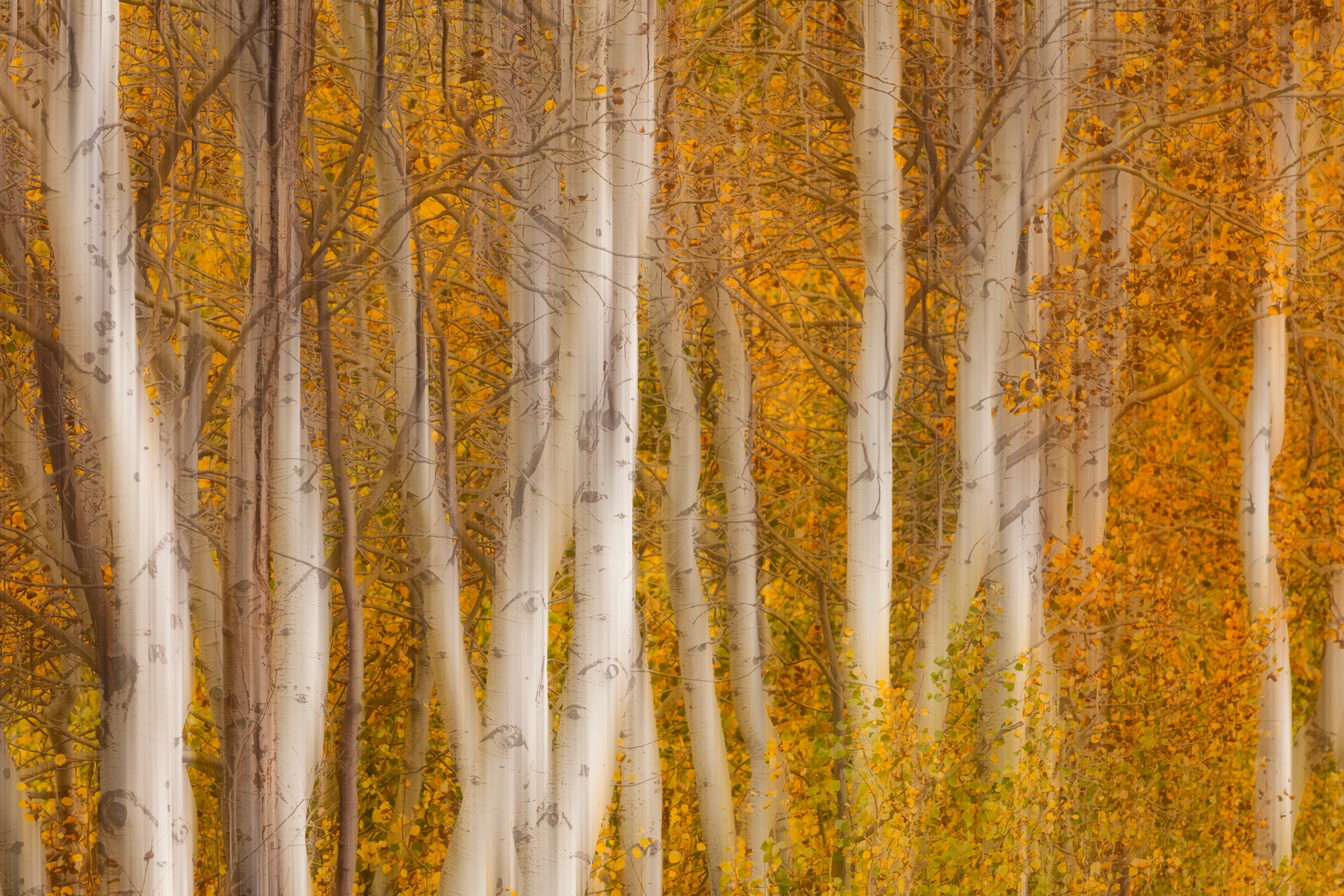 Canon EF 70-200mm F2.8L USM sample photo. Aspen grove abstract photography