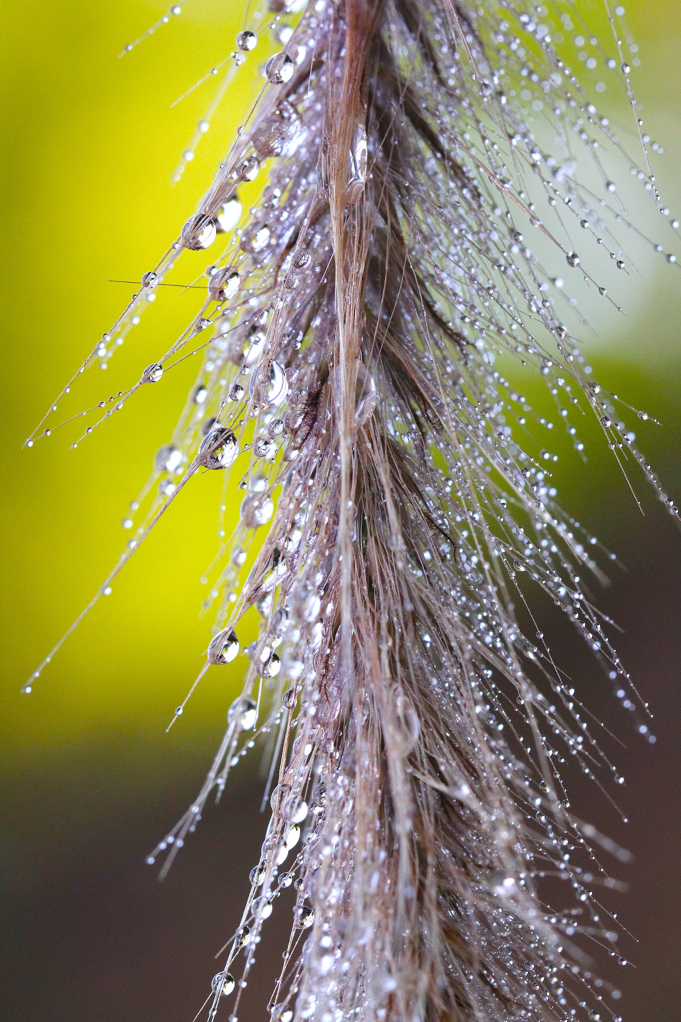 Canon EOS 60D + Canon EF 100mm F2.8L Macro IS USM sample photo. Grass refractions photography