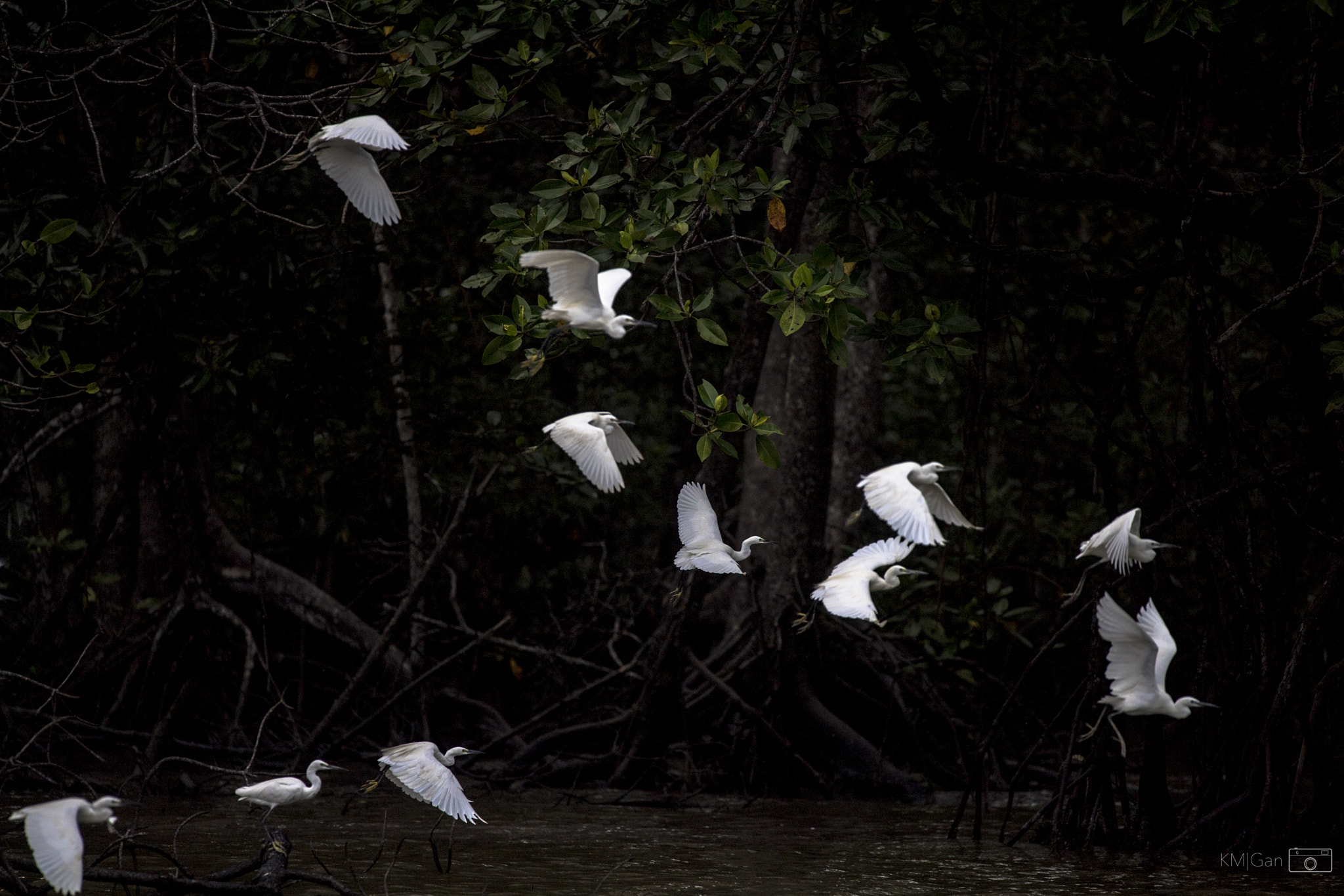Nikon Nikkor AF-S 300mm F4E PF ED VR sample photo. Migratory birds in kuala sepetang, malaysia photography