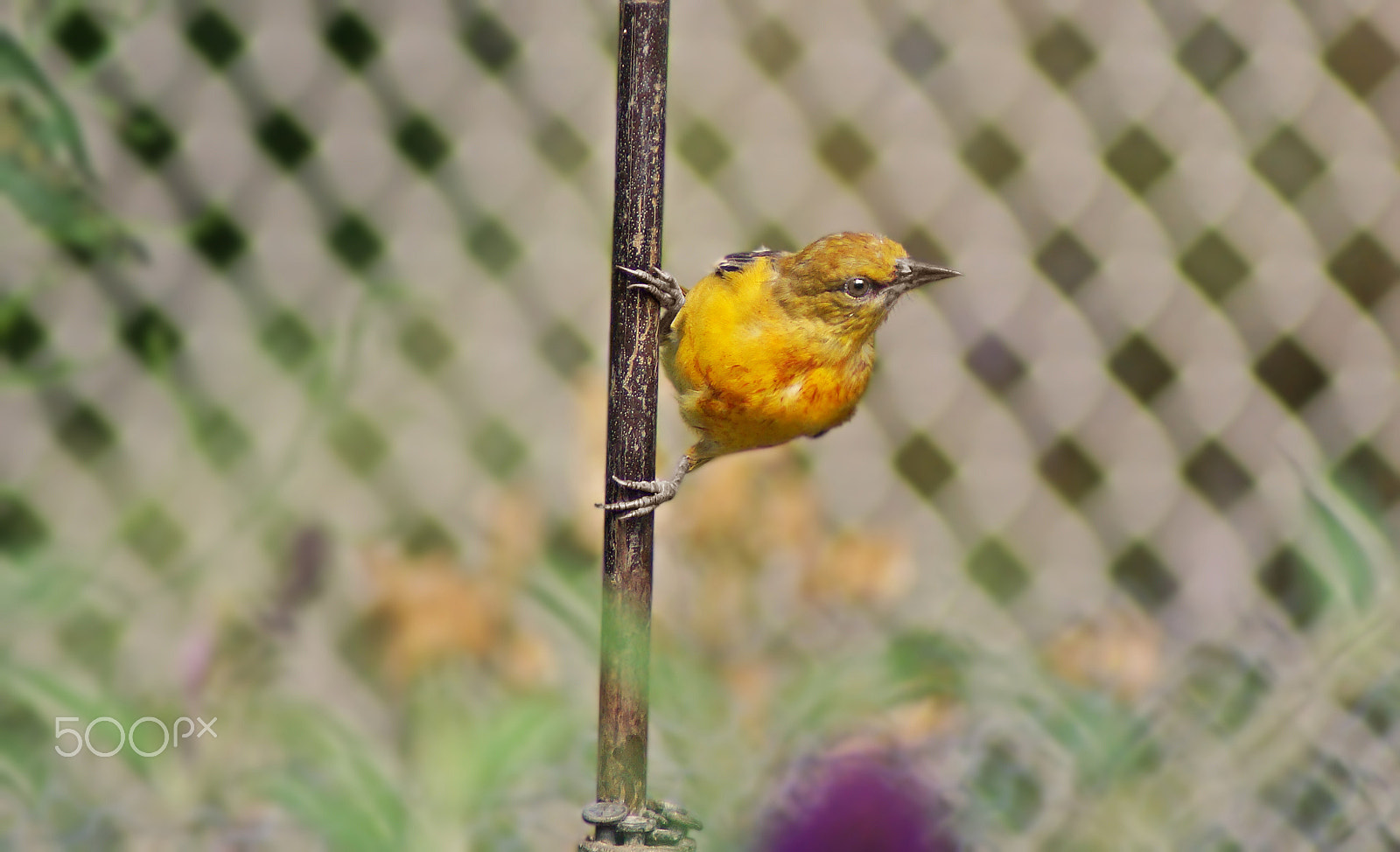 Sony 75-300mm F4.5-5.6 sample photo. Juvenile antics photography