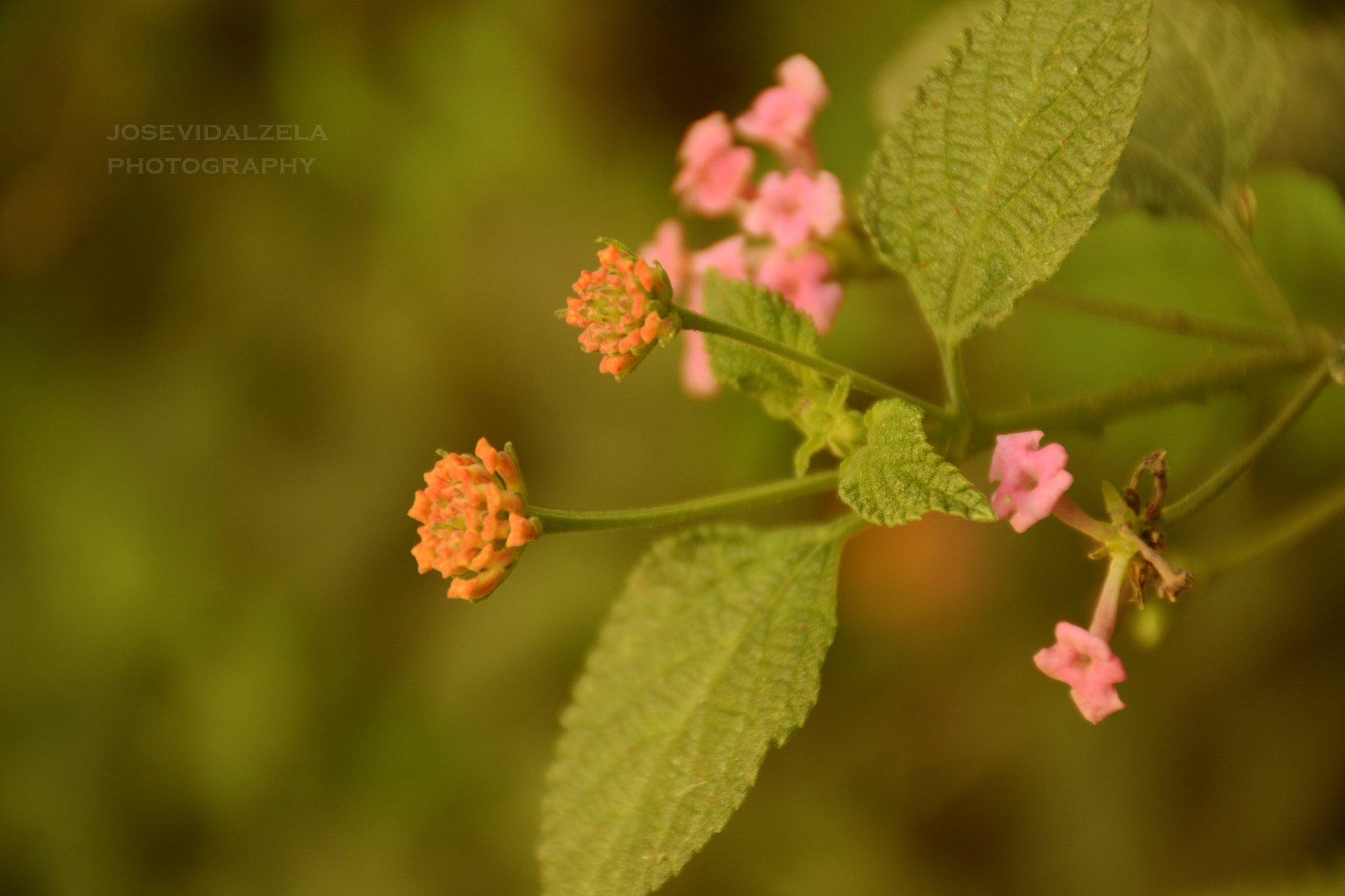 Nikon D7100 + Nikon AF Fisheye-Nikkor 16mm F2.8D sample photo. Renacer ante todo+++ photography