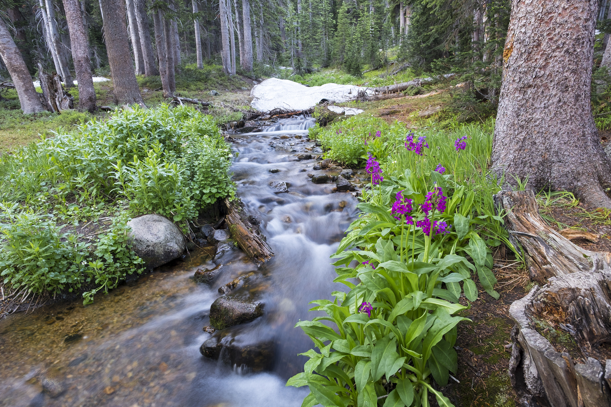 Fujifilm X-T10 + ZEISS Touit 12mm F2.8 sample photo. Indian peaks wilderness // creekside wildflowers photography