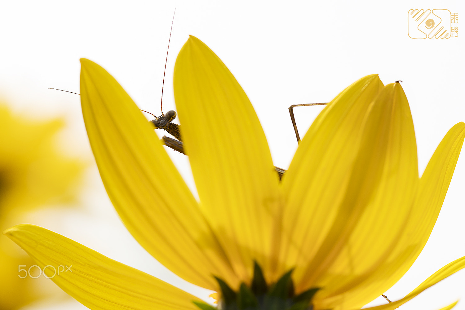 Canon EF 100mm F2.8L Macro IS USM sample photo. Peep photography