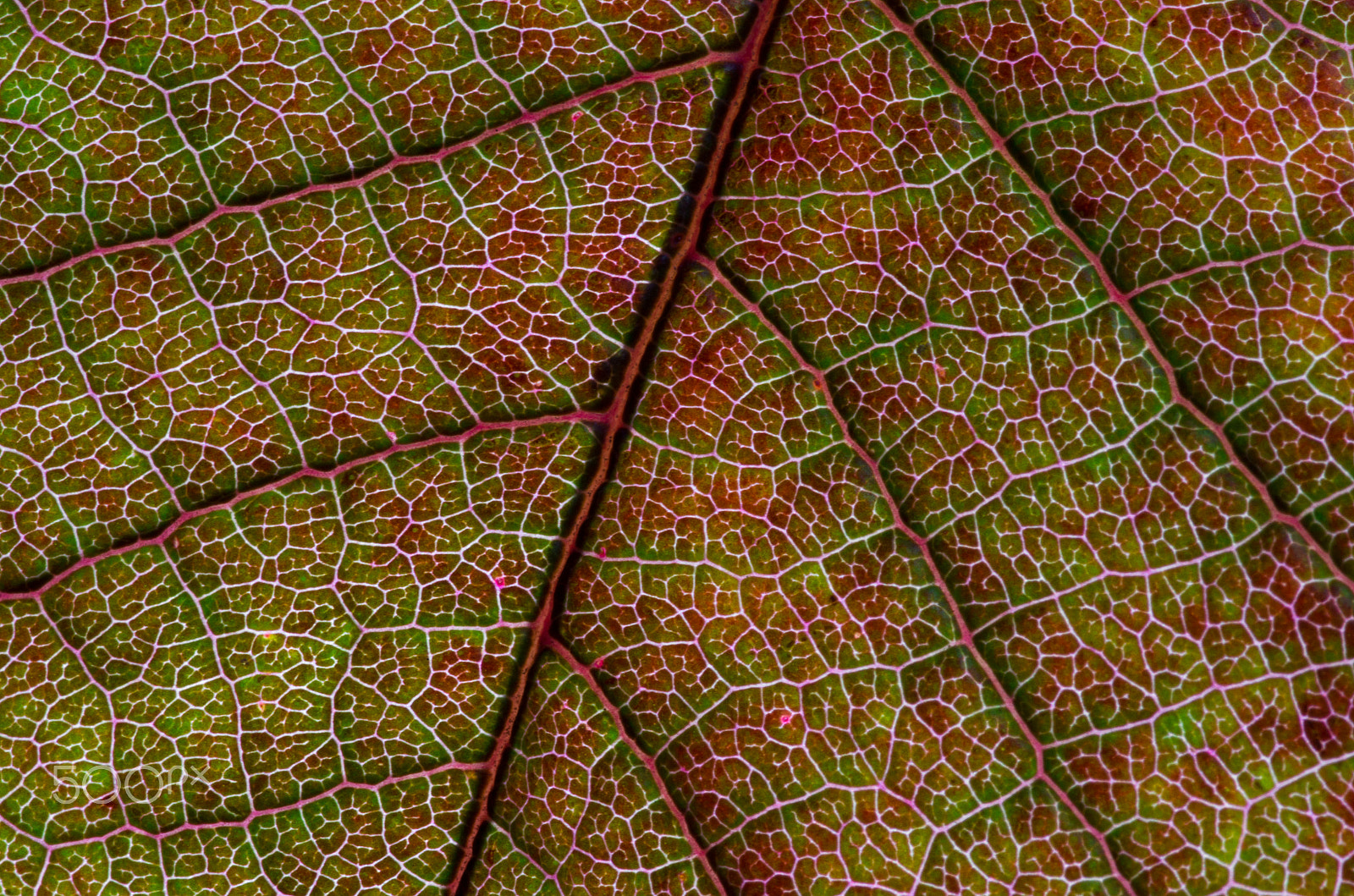 Pentax K-50 + Pentax smc D-FA 100mm F2.8 macro sample photo. Fall leaves i photography