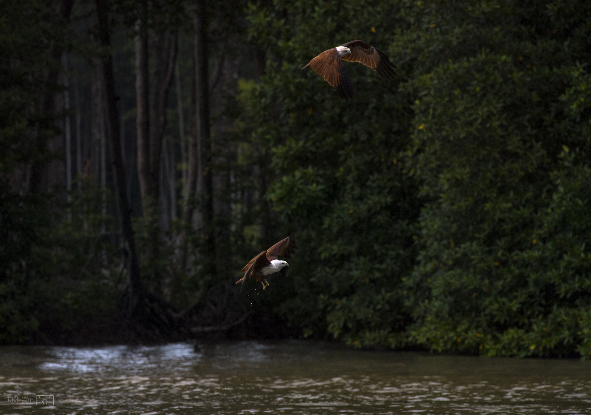 Nikon Nikkor AF-S 300mm F4E PF ED VR sample photo. The eagles in kuala sepetang, malaysia photography