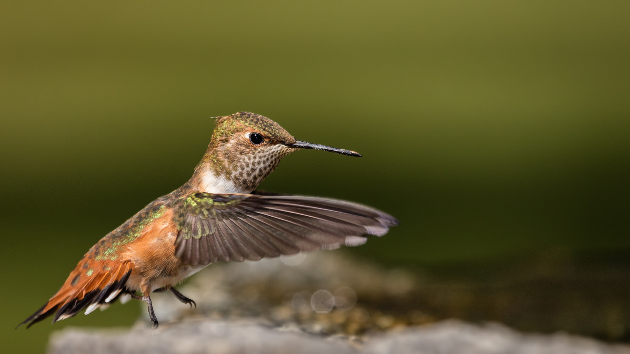 Canon EOS 5DS R sample photo. Female rufous hummingbird wading photography