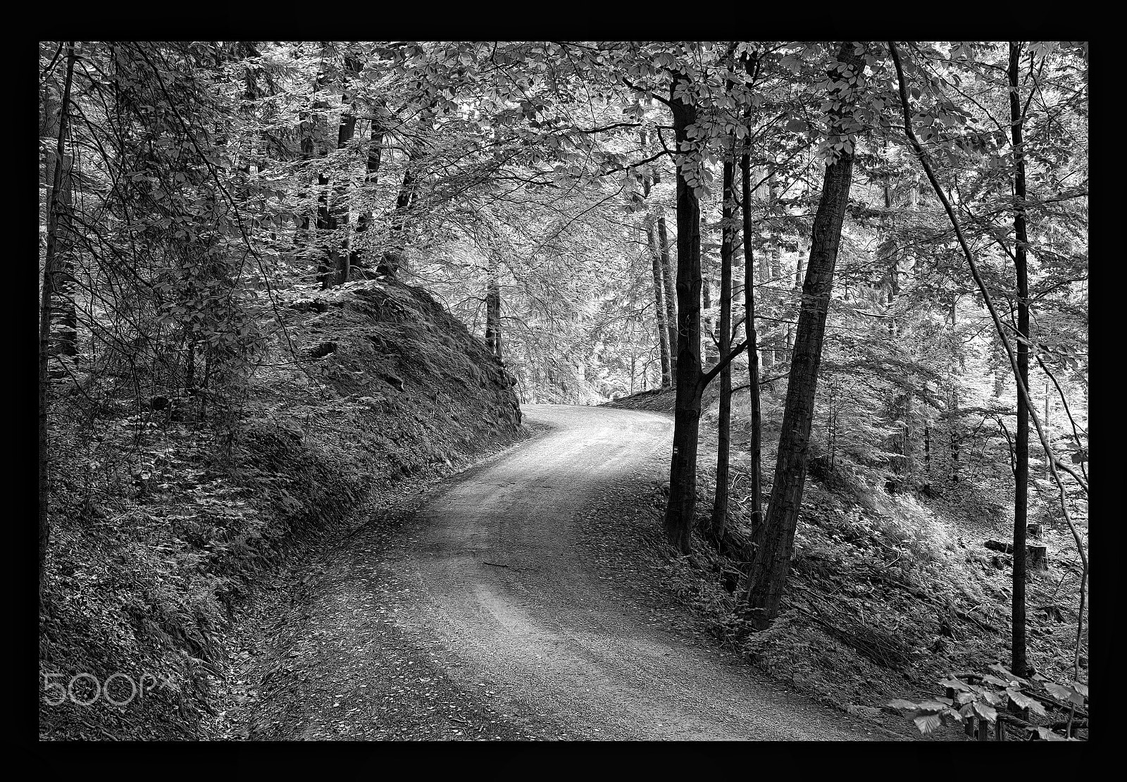 Sigma 17-70mm F2.8-4 DC Macro OS HSM sample photo. Kirnitzschklamm im wood-effekt photography