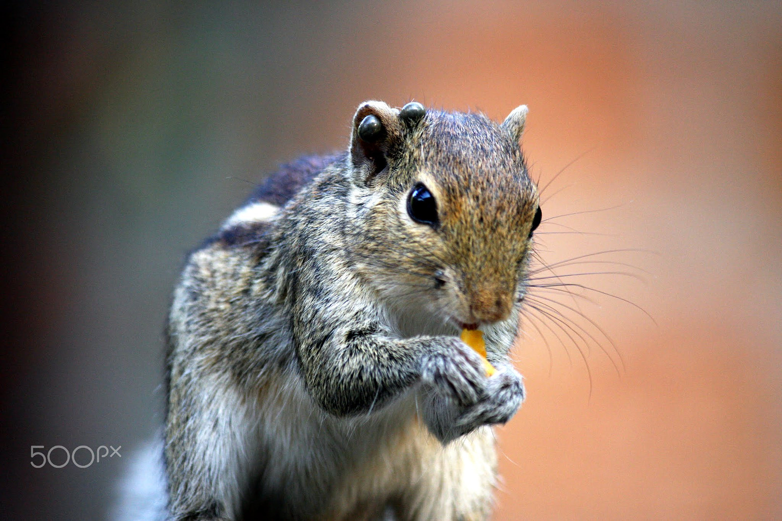 Canon EF-S 55-250mm F4-5.6 IS sample photo. Img photography