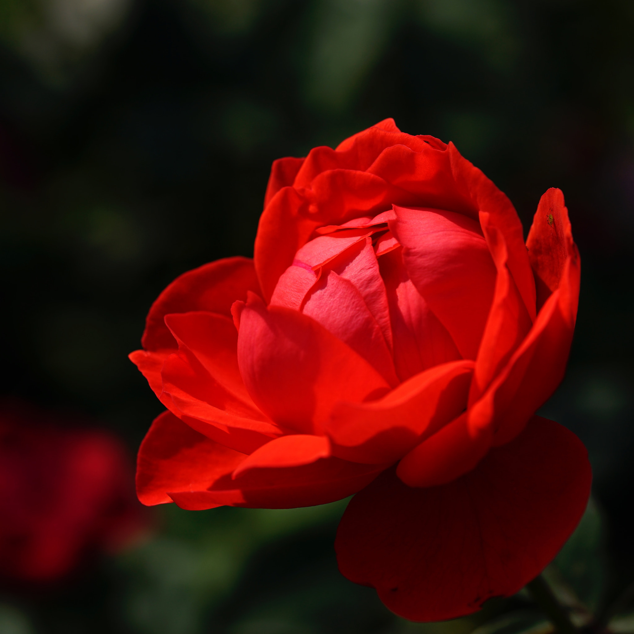 Sony a7 II + Sony FE 90mm F2.8 Macro G OSS sample photo. 娇艳欲滴 photography