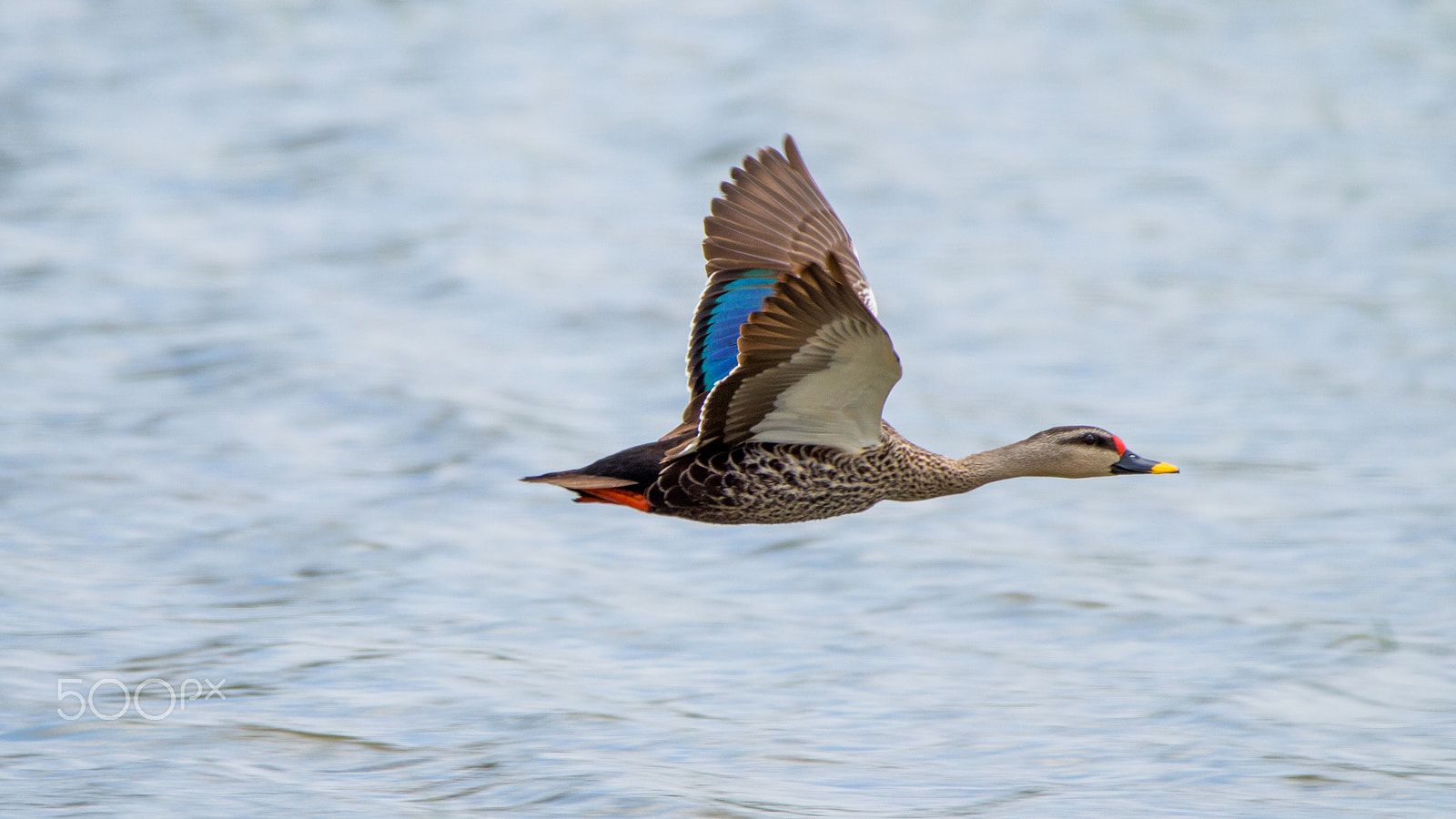 150-600mm F5-6.3 DG OS HSM | Contemporary 015 sample photo. Img photography