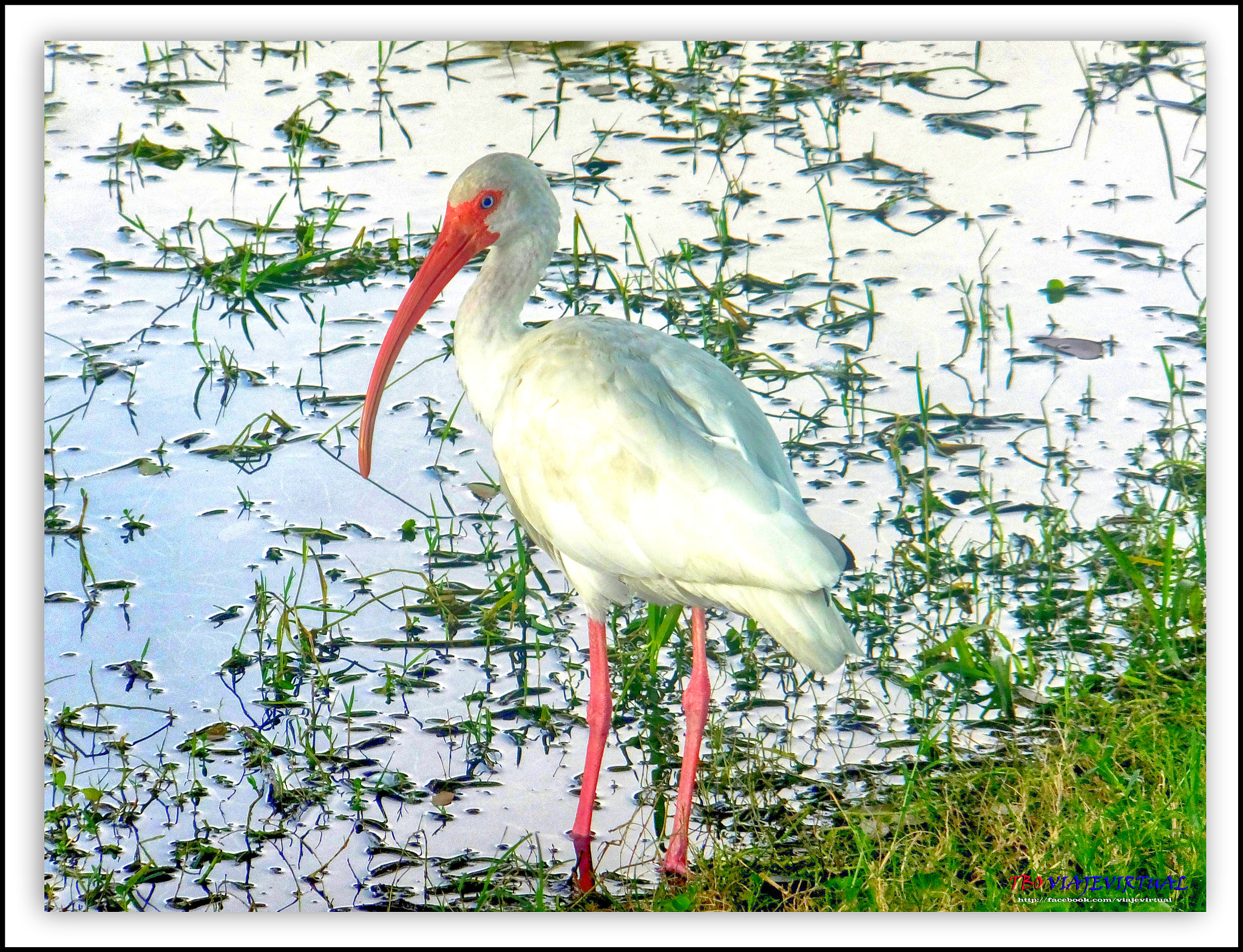 Fujifilm FinePix F850EXR sample photo. The american white ibis. eudocimus albus. photography