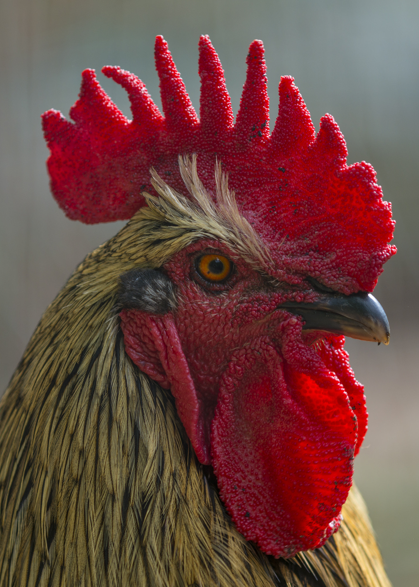 Nikon D800 + Nikon AF Micro-Nikkor 200mm F4D ED-IF sample photo. Vashon rooster photography