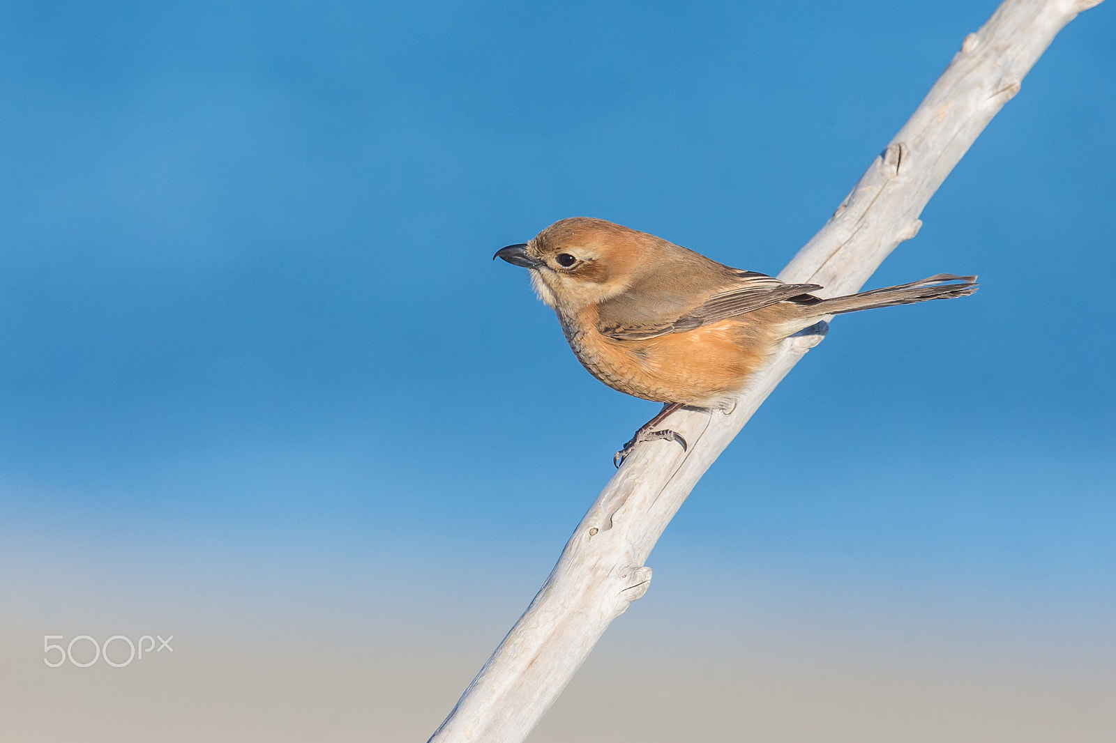 Canon EF 500mm F4L IS II USM sample photo. Shrike at seaside photography