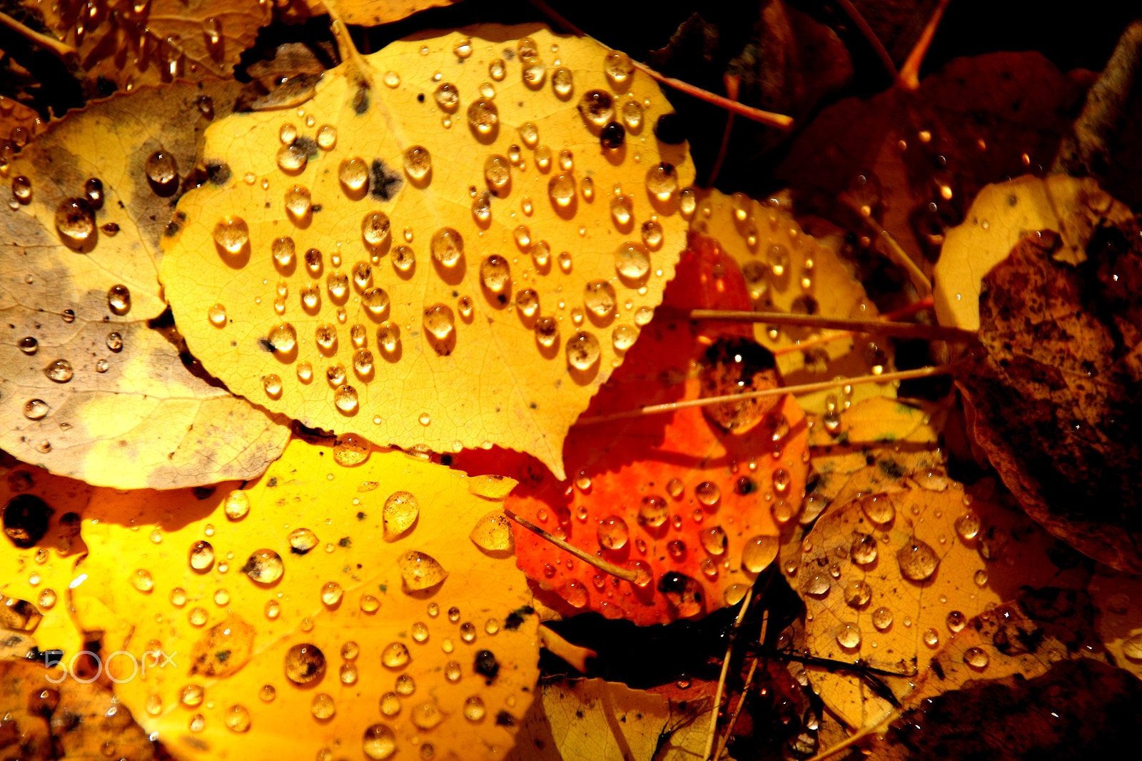 Sigma 18-250mm F3.5-6.3 DC OS HSM sample photo. Fall photography