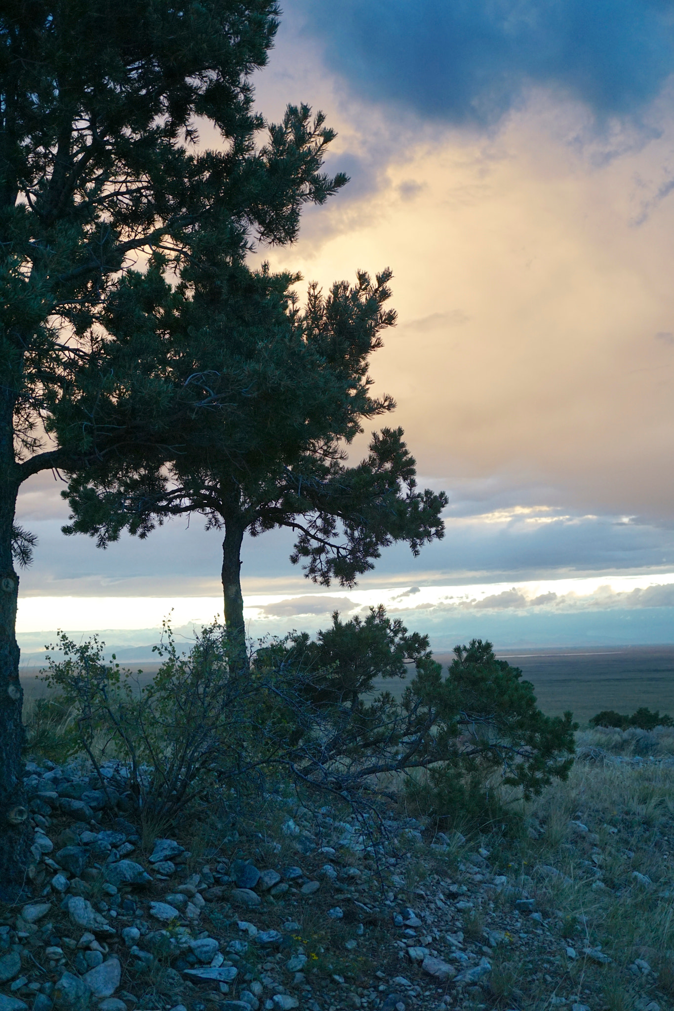 Sony a6000 sample photo. Sagebrush & pines photography