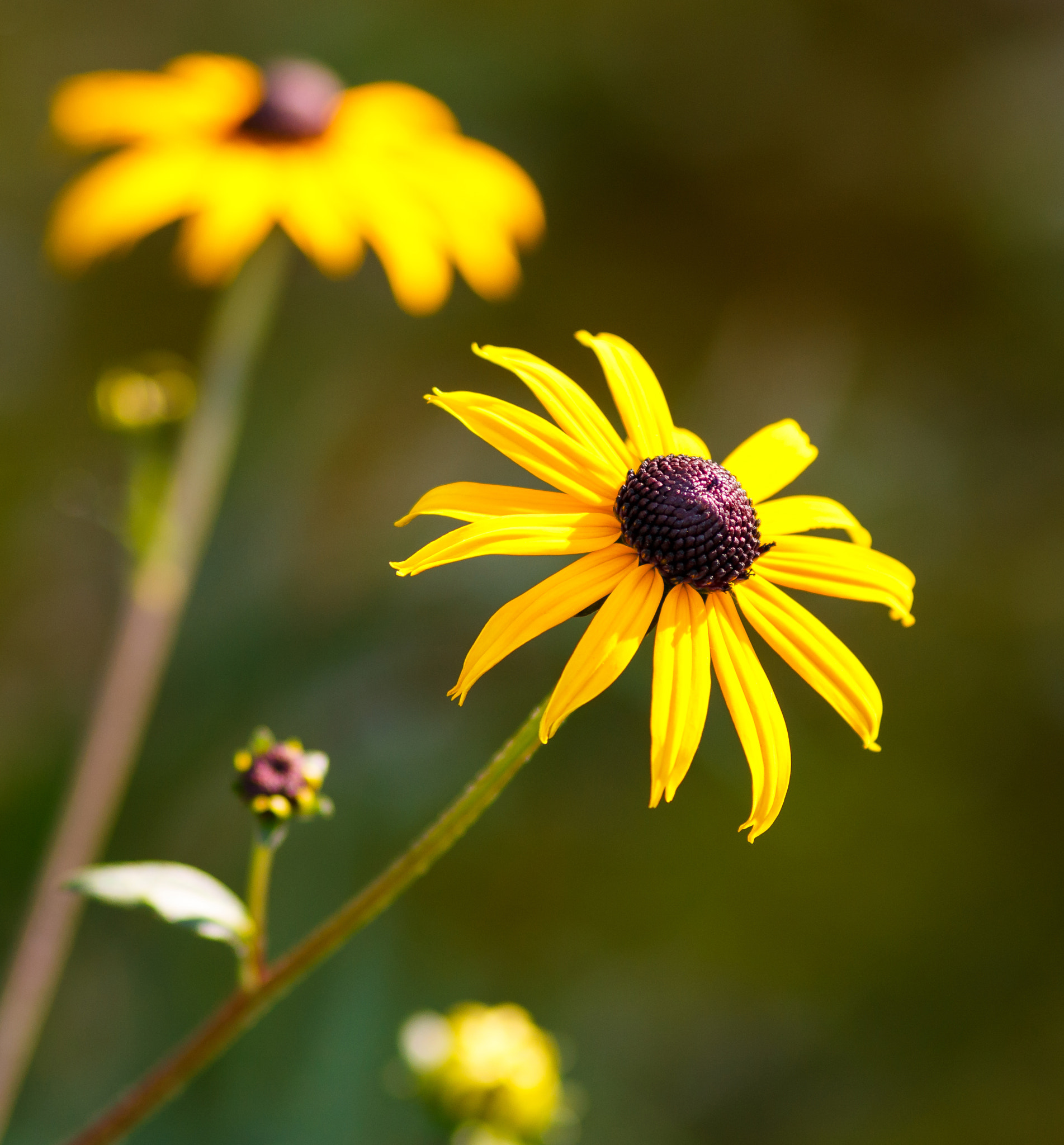 Canon EOS 70D + Canon EF 100mm F2.0 USM sample photo. Late-afternoon beauty photography