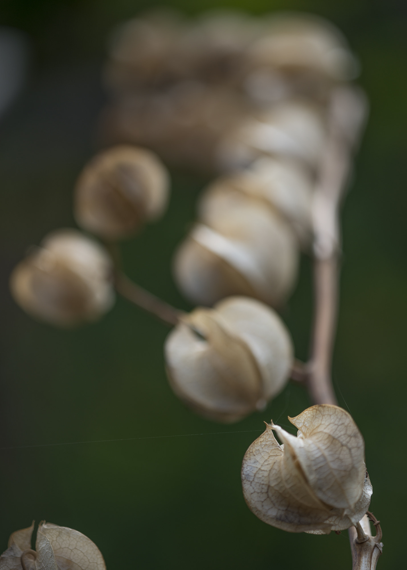 Nikon D800 + Nikon AF Micro-Nikkor 200mm F4D ED-IF sample photo. Lanterns and line photography