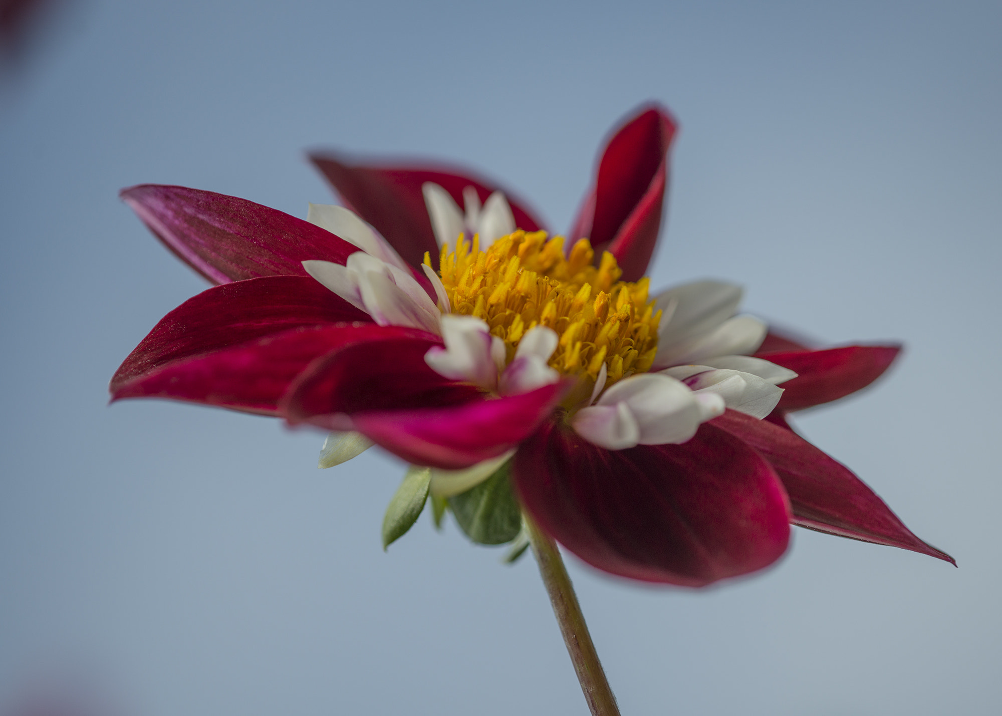 Nikon D800 sample photo. Flower at solstice photography