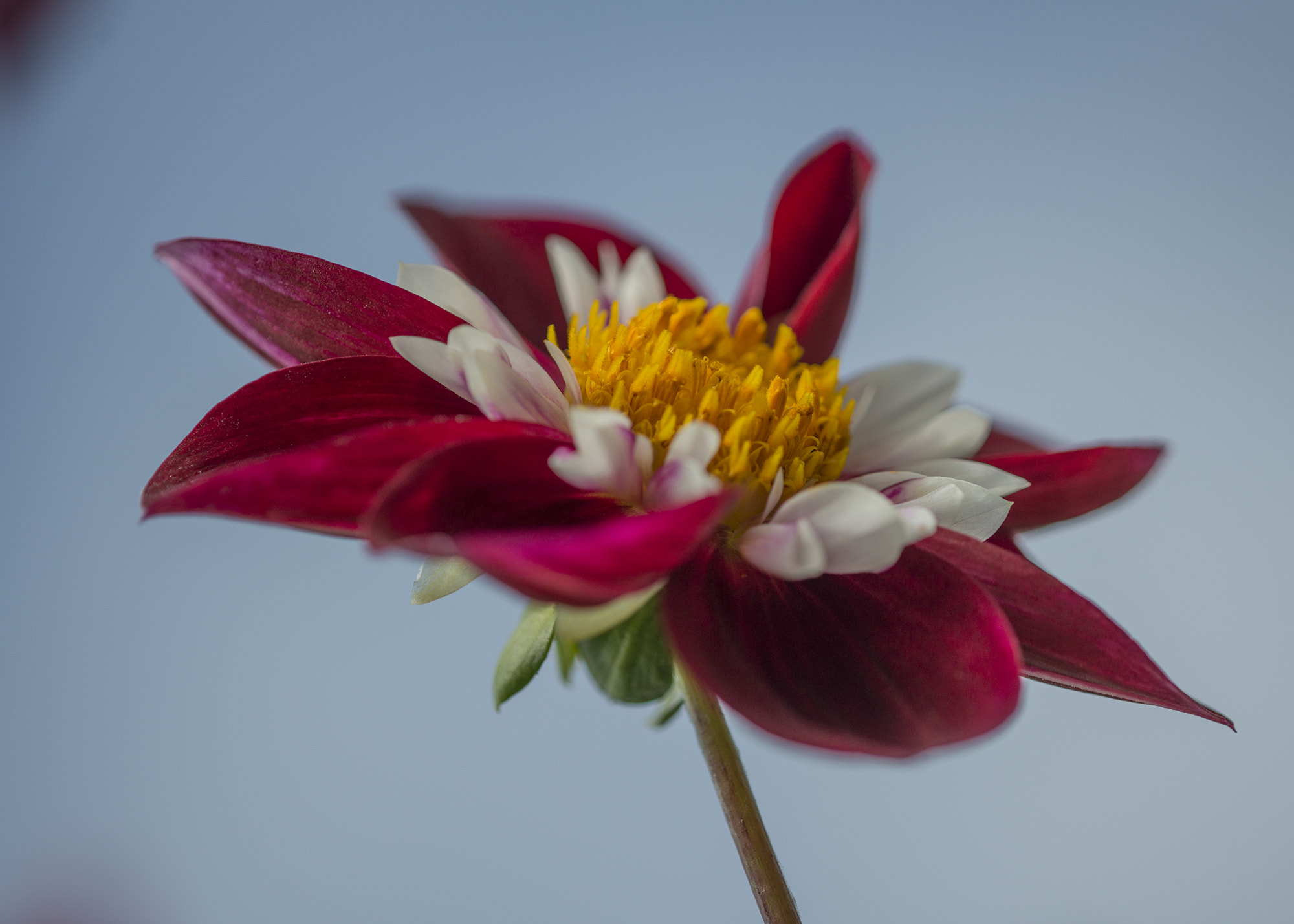 Nikon D800 + Nikon AF Micro-Nikkor 200mm F4D ED-IF sample photo. Flower at solstice photography