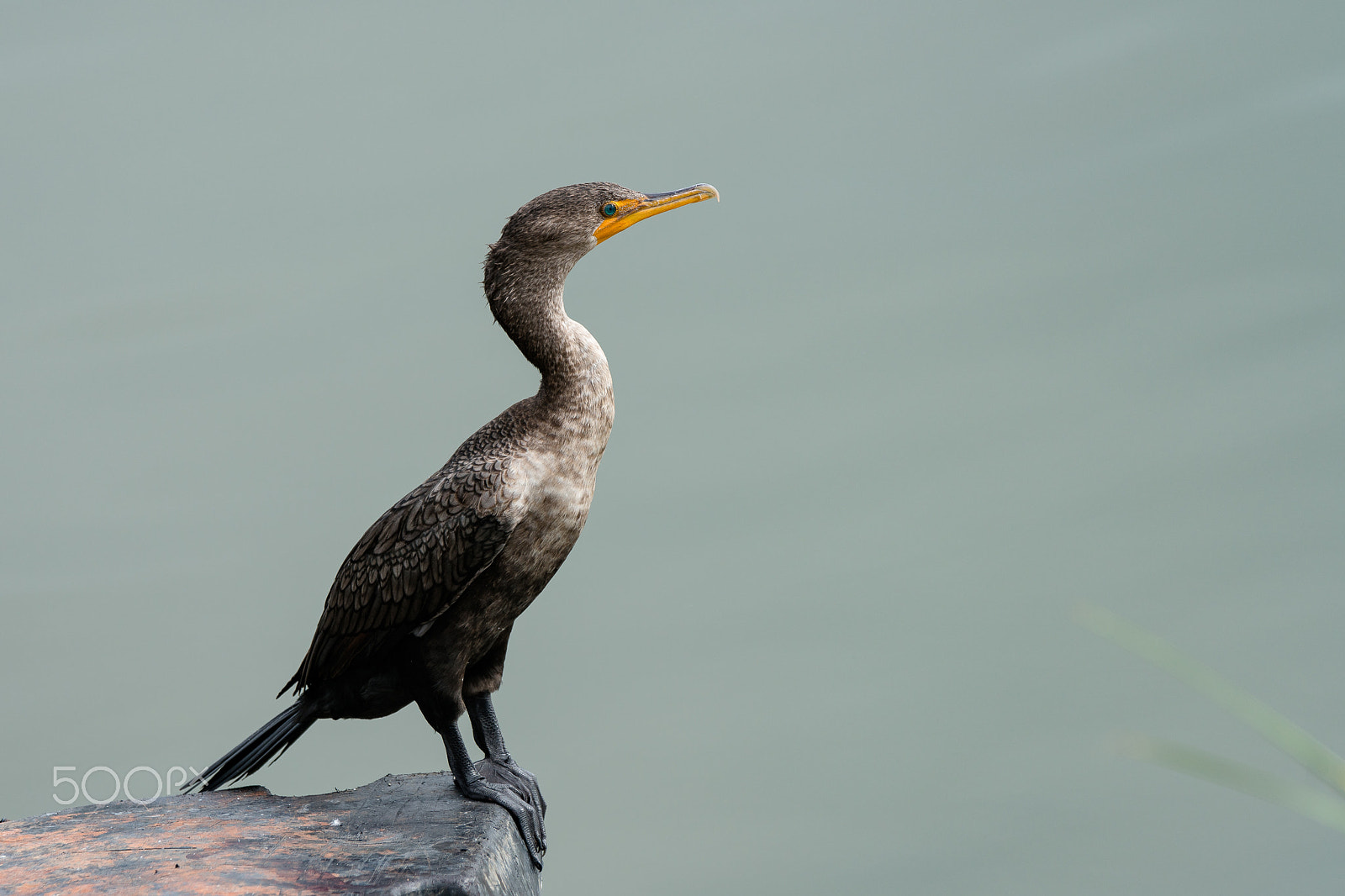 Sony 70-400mm F4-5.6 G SSM II sample photo. Cormorant photography