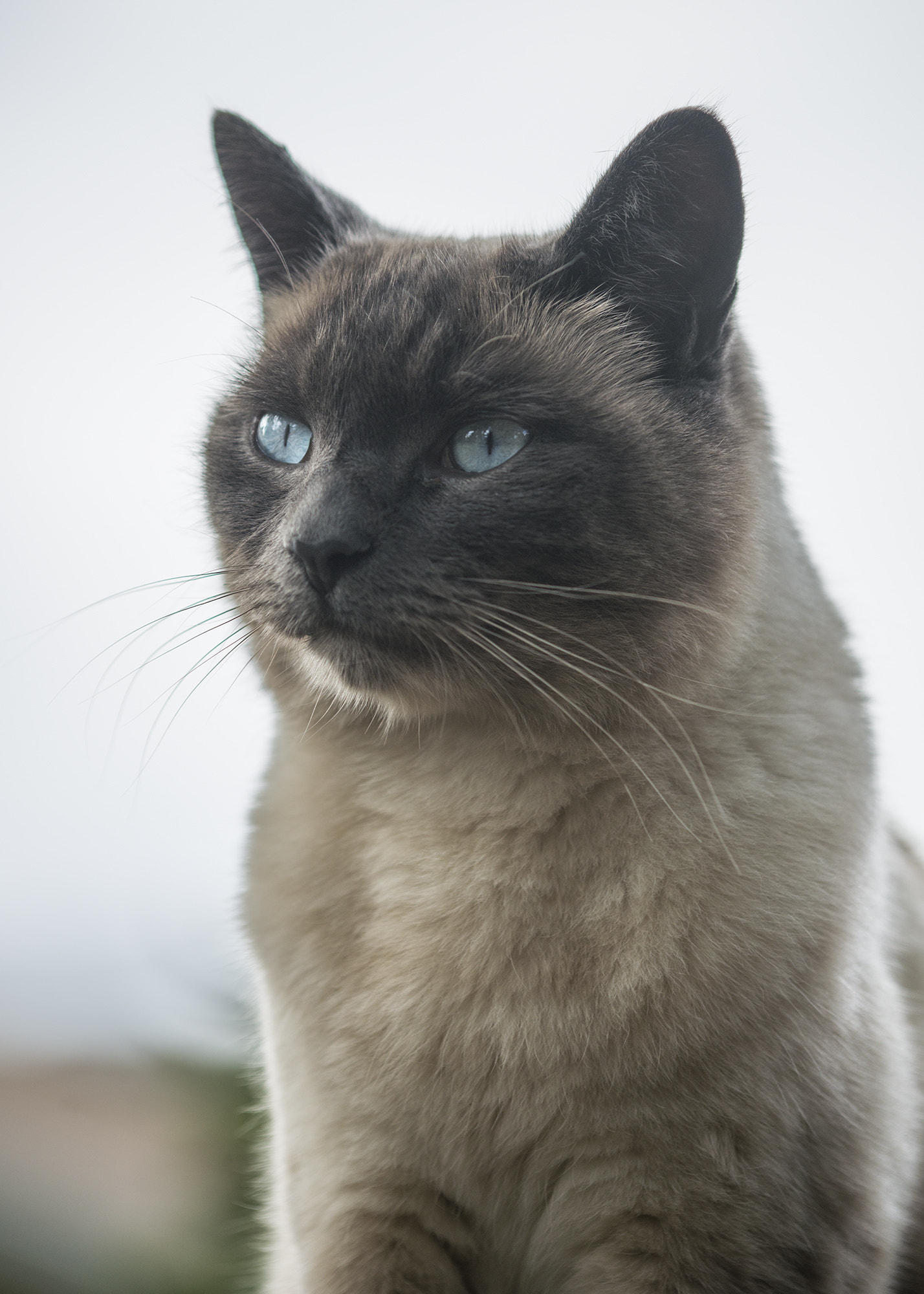 Nikon D800 sample photo. Pea patch siamese photography