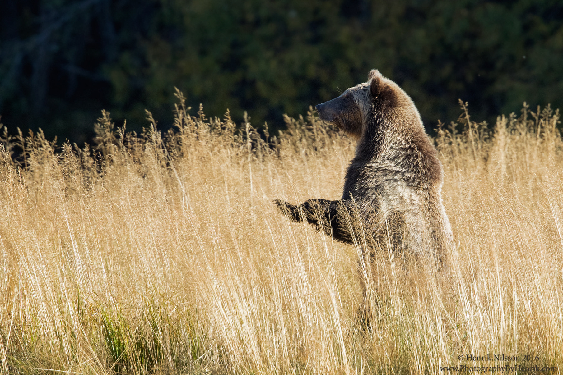 Canon EOS-1D X Mark II + Canon EF 500mm F4L IS II USM sample photo. Look out photography