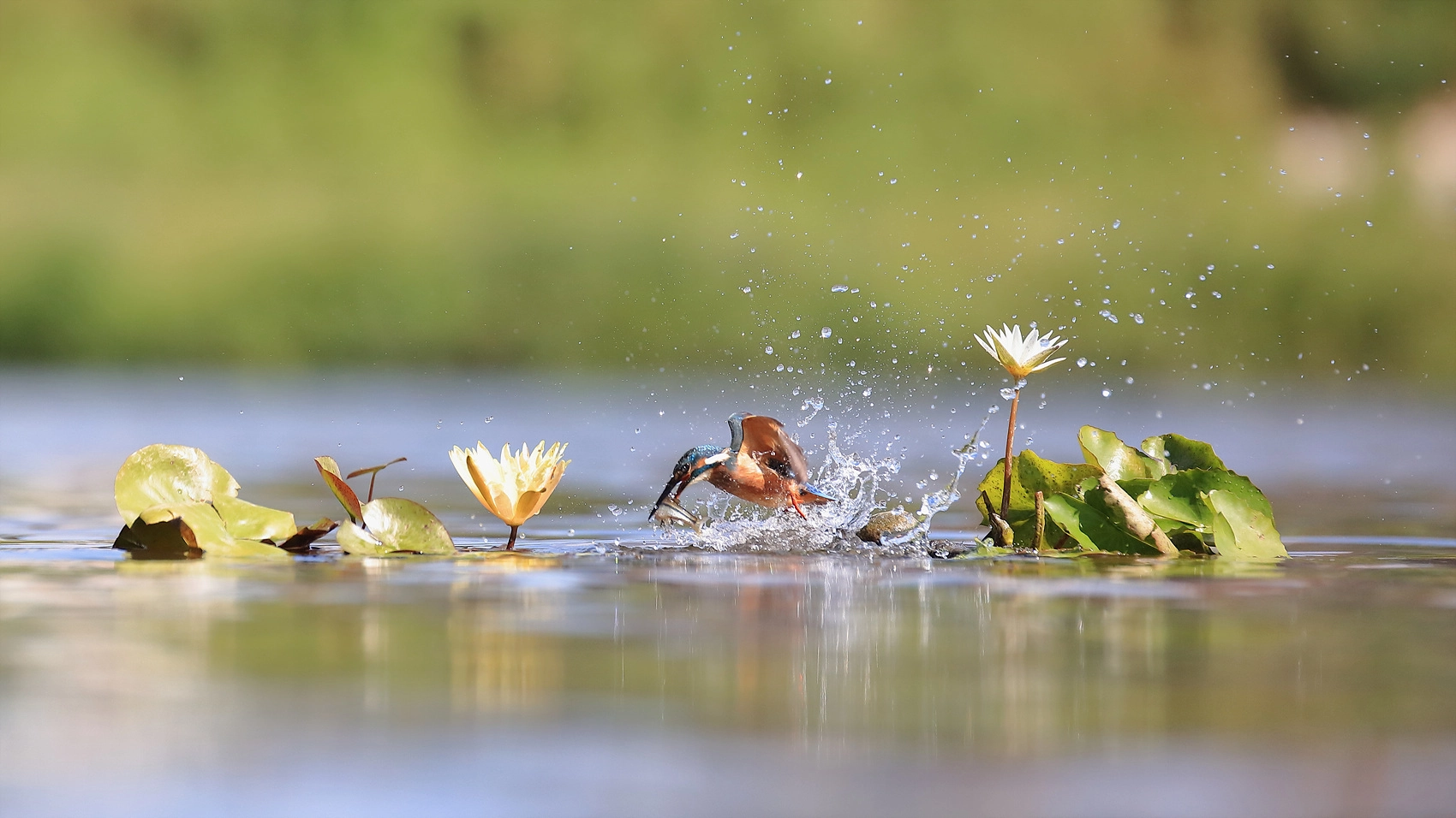 Canon EF 200mm F2.8L II USM sample photo. Common kingfisher photography