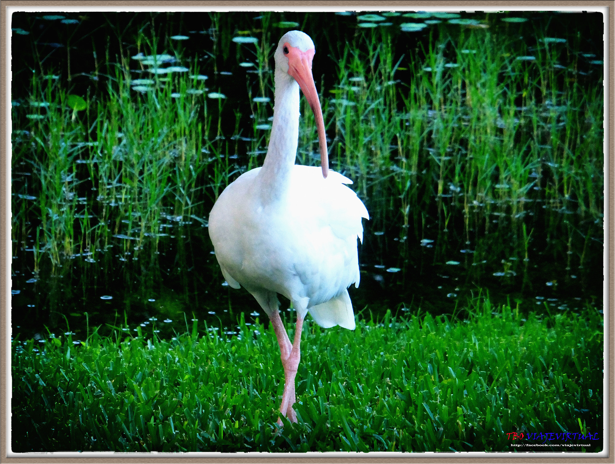 Fujifilm FinePix F850EXR sample photo. White ibis photography