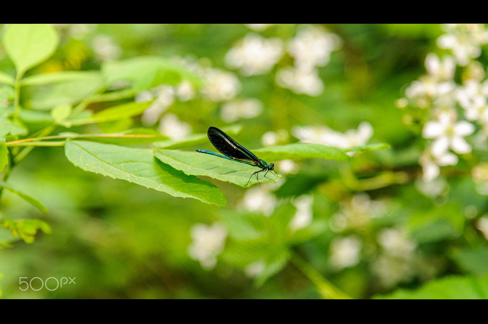 Nikon AF-S Nikkor 24-120mm F4G ED VR sample photo. Https://www.flickr.com/photos/rjmichaudphoto/ photography