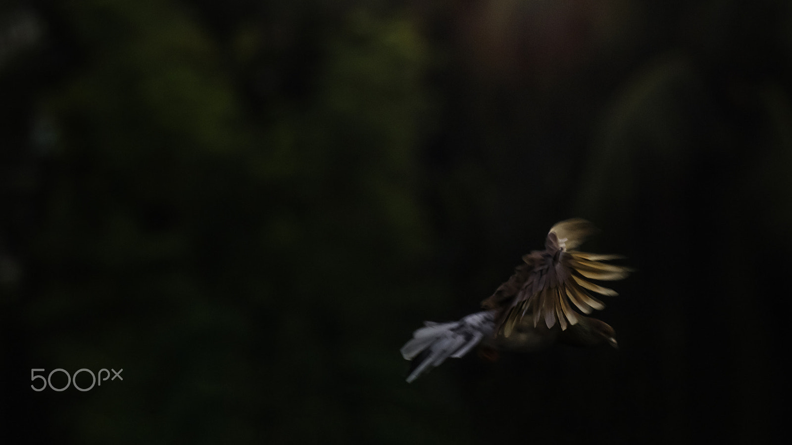 Tamron SP 150-600mm F5-6.3 Di VC USD sample photo. The leap of faith photography