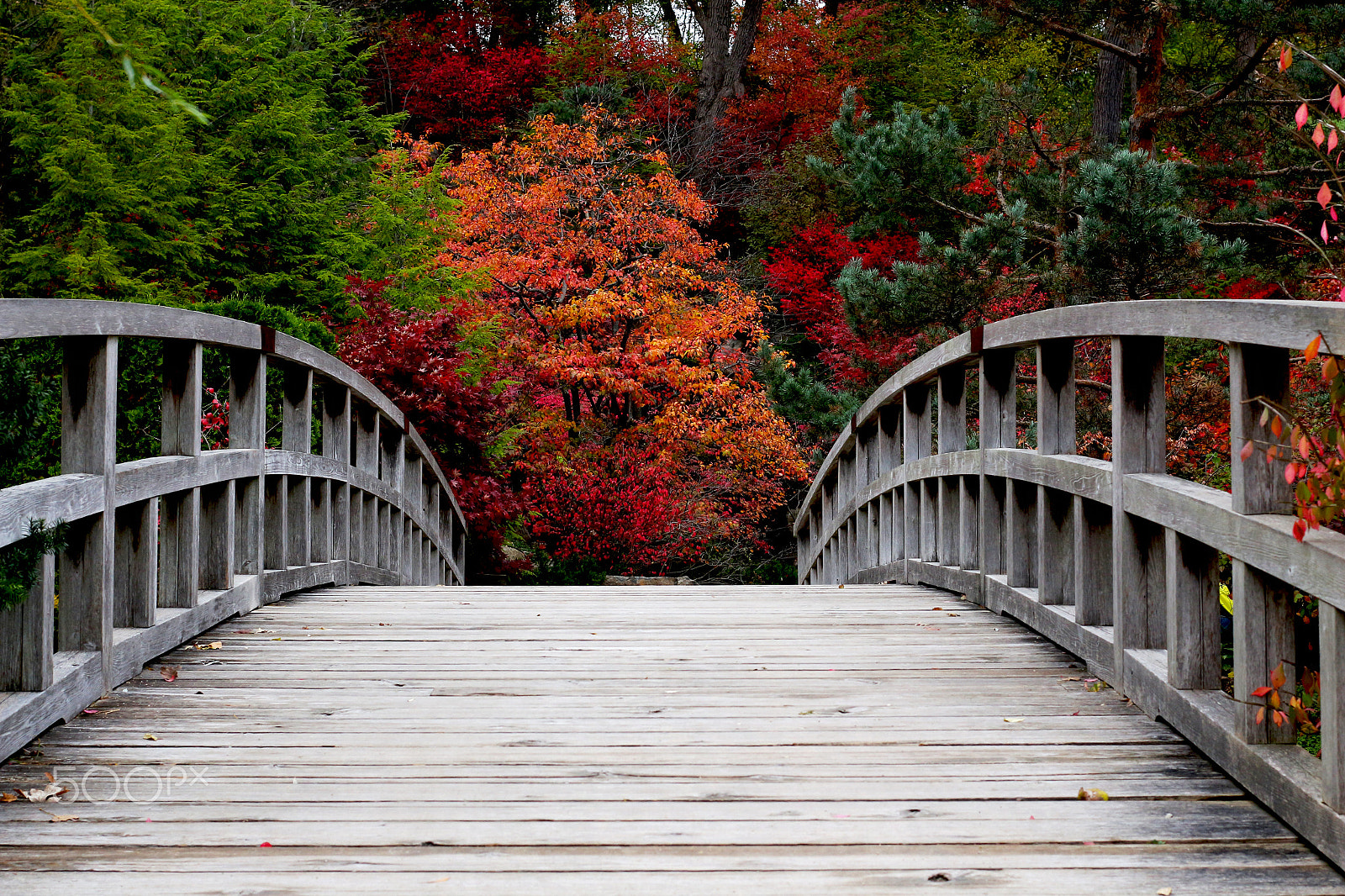 Canon EF 40mm F2.8 STM sample photo. Autumn is the bridge between summer and winter, joy and sorrow, hope and despair !!! photography