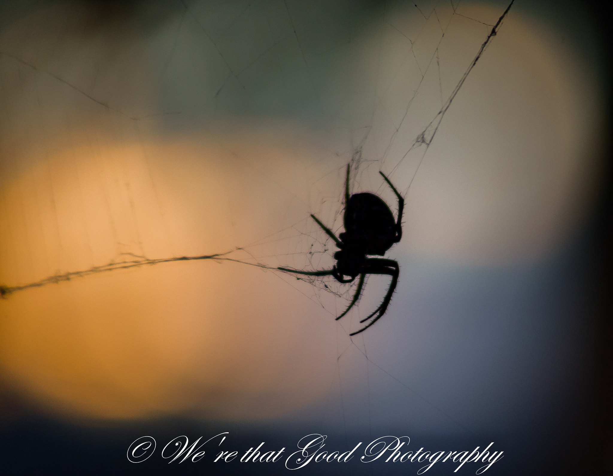 Canon EF 55-200mm F4.5-5.6 II USM sample photo. Spider's sunset photography